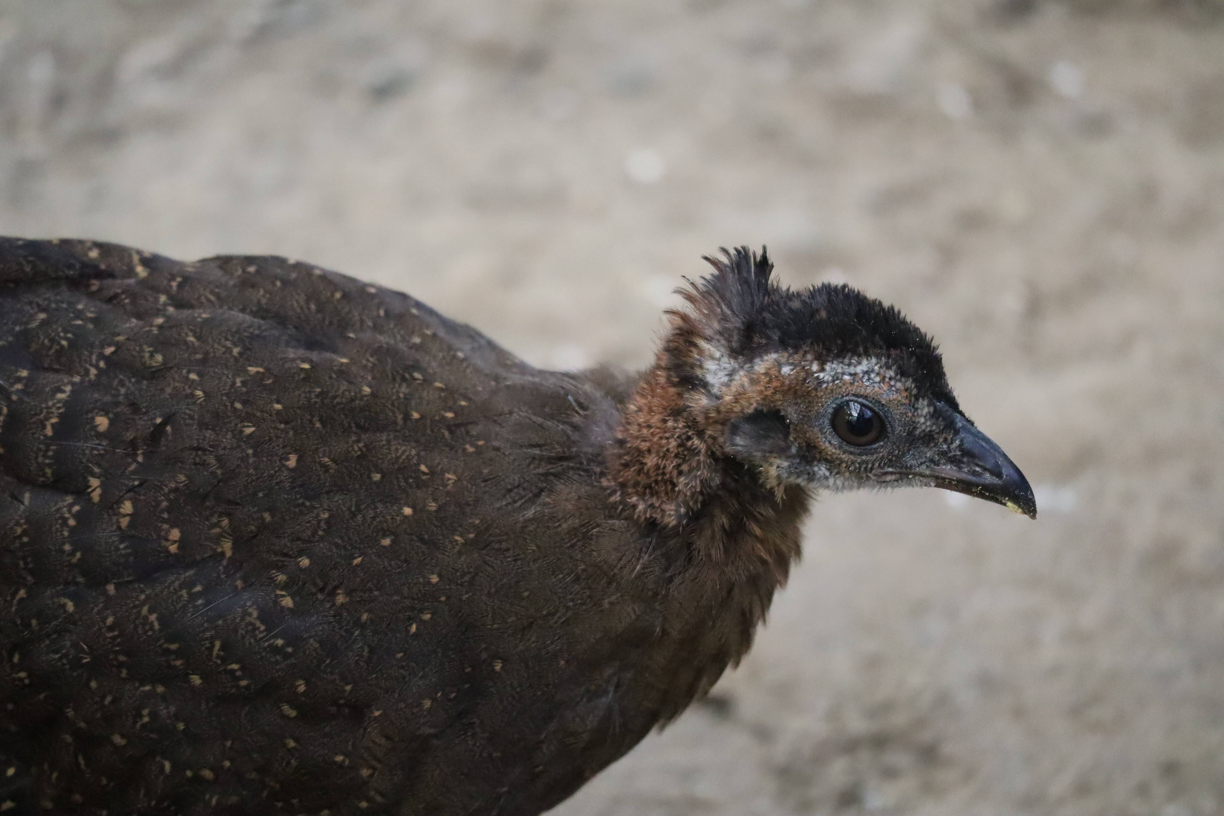 【飼育日誌】20210405:成長記10 (4).jpg