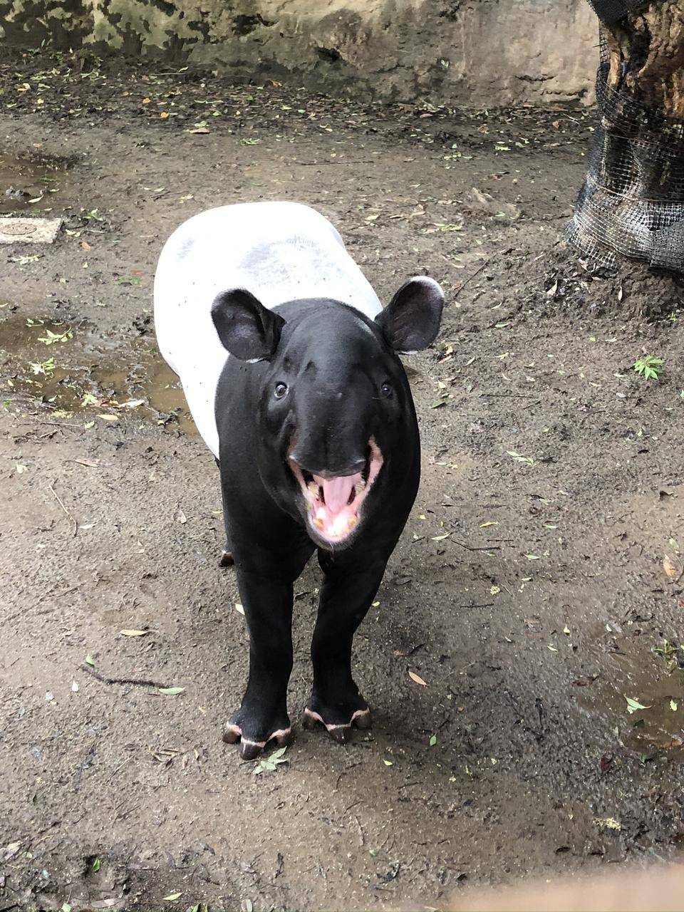 うり坊成長日記 家族写真を 編 飼育日誌 よこはま動物園ズーラシア公式サイト 公益財団法人 横浜市緑の協会