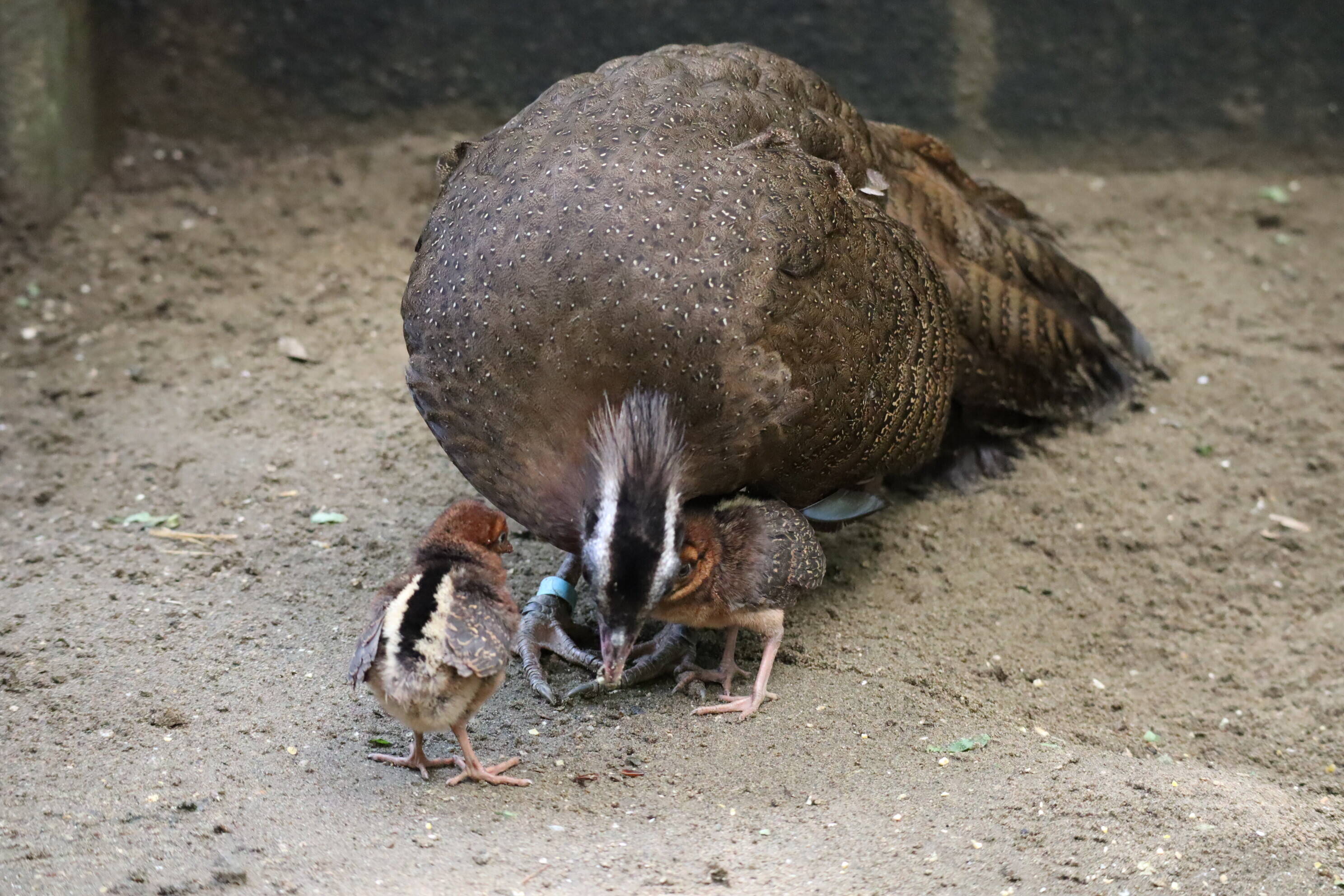 【飼育日誌】202008016:成長記4 (9).jpg