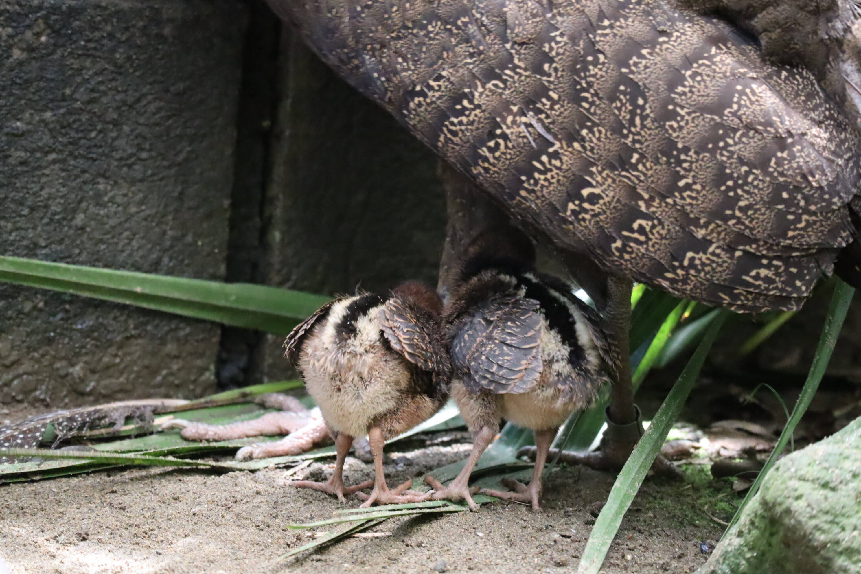 【飼育日誌】202008016:成長記4 (4).jpg