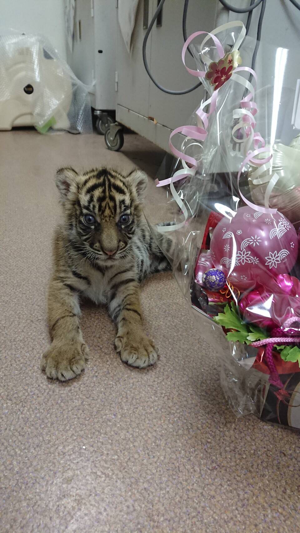 子トラの成長記録 その すまとらとらブログ よこはま動物園ズーラシア公式サイト 公益財団法人 横浜市緑の協会 子トラの成長記録 その すまとらとらブログ よこはま動物園ズーラシア公式サイト 公益財団法人 横浜市緑の協会