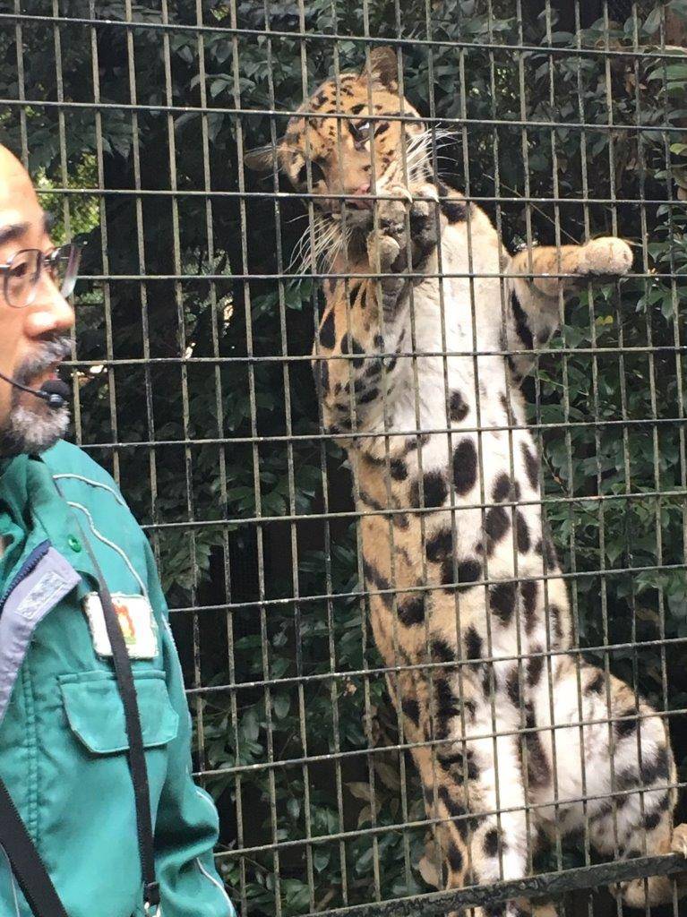 とっておきタイムで担当者を見つめるコーラル