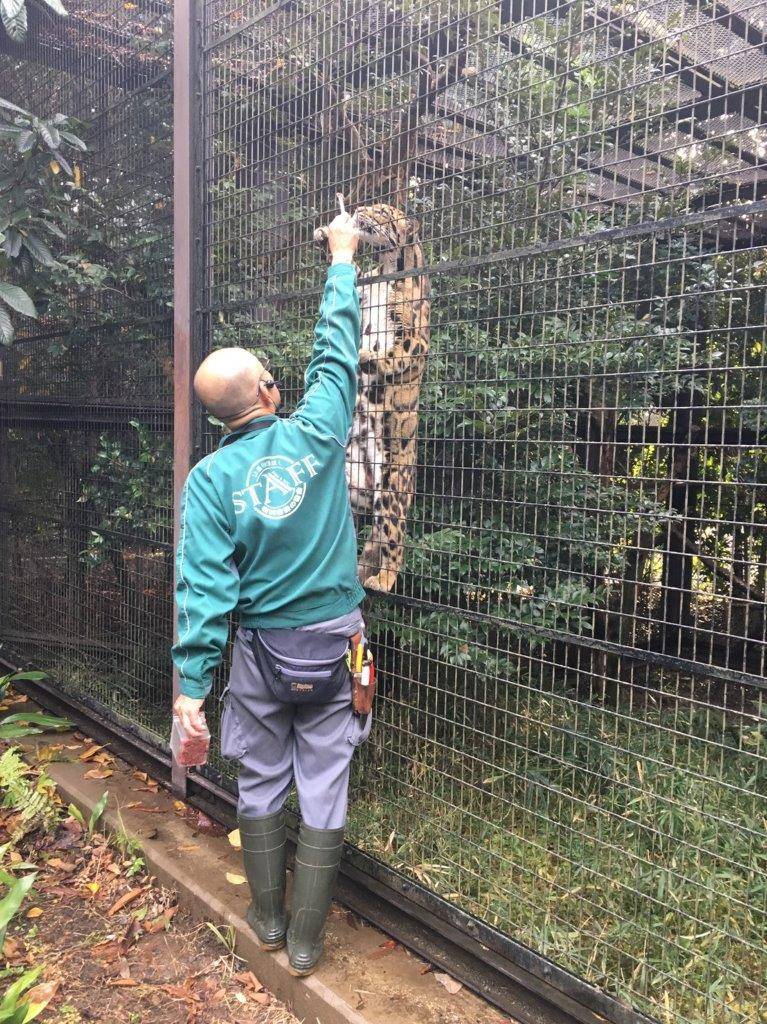 とっておきタイムでのコーラル