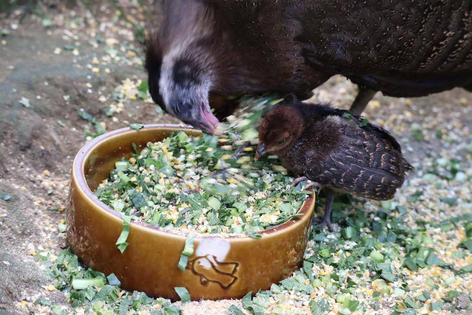 【飼育日誌】20201120:成長記7 (3).jpg