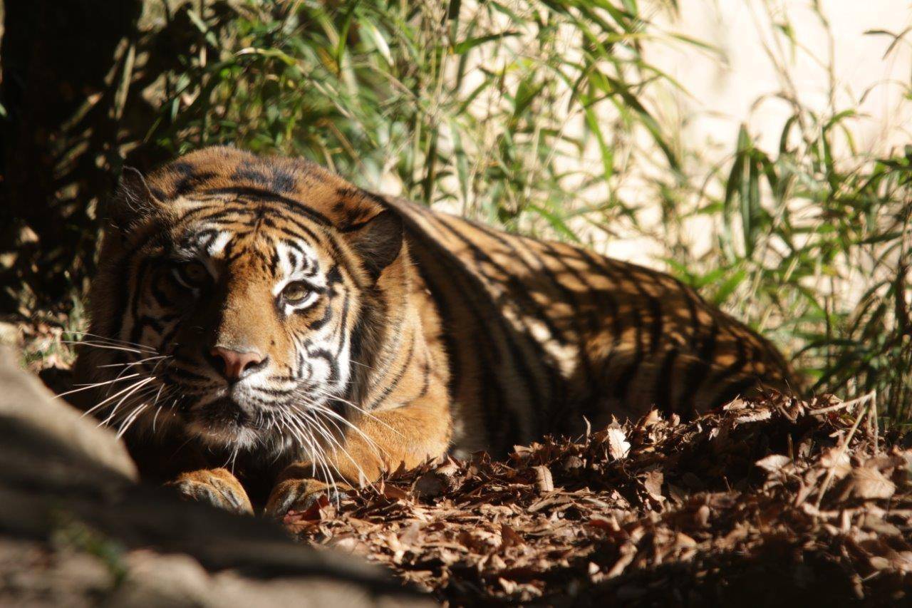落ち葉上で休むラウト