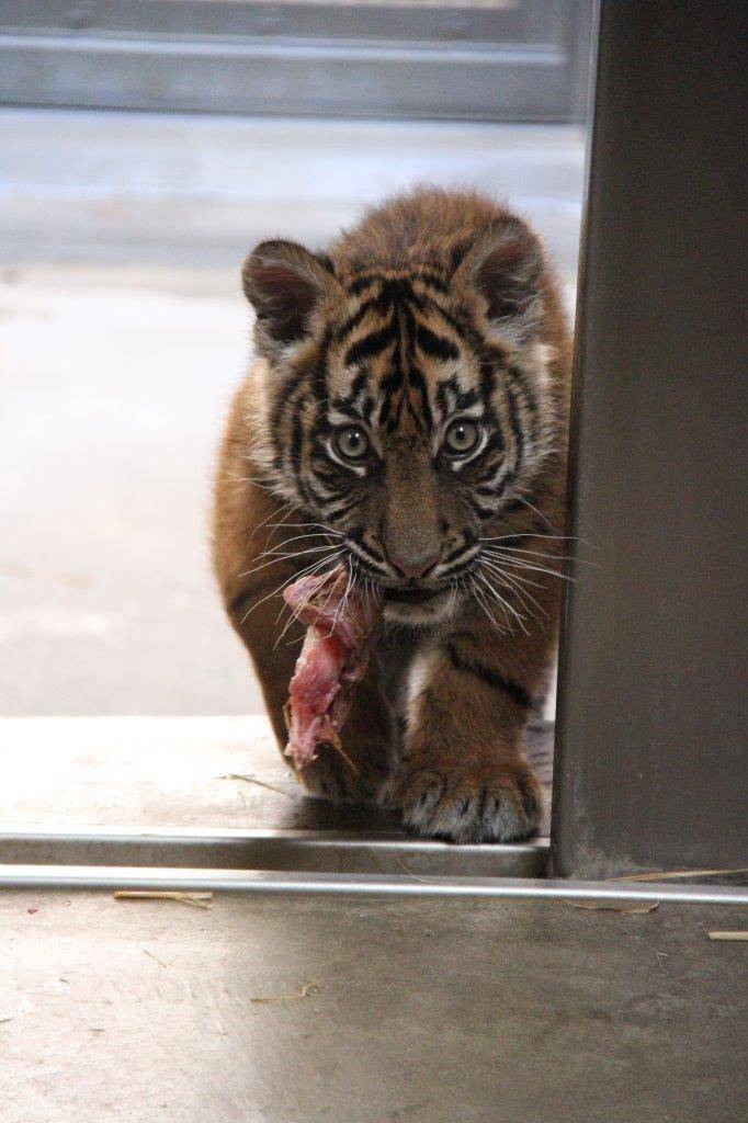 トラ舎に引っ越したころのムジュ