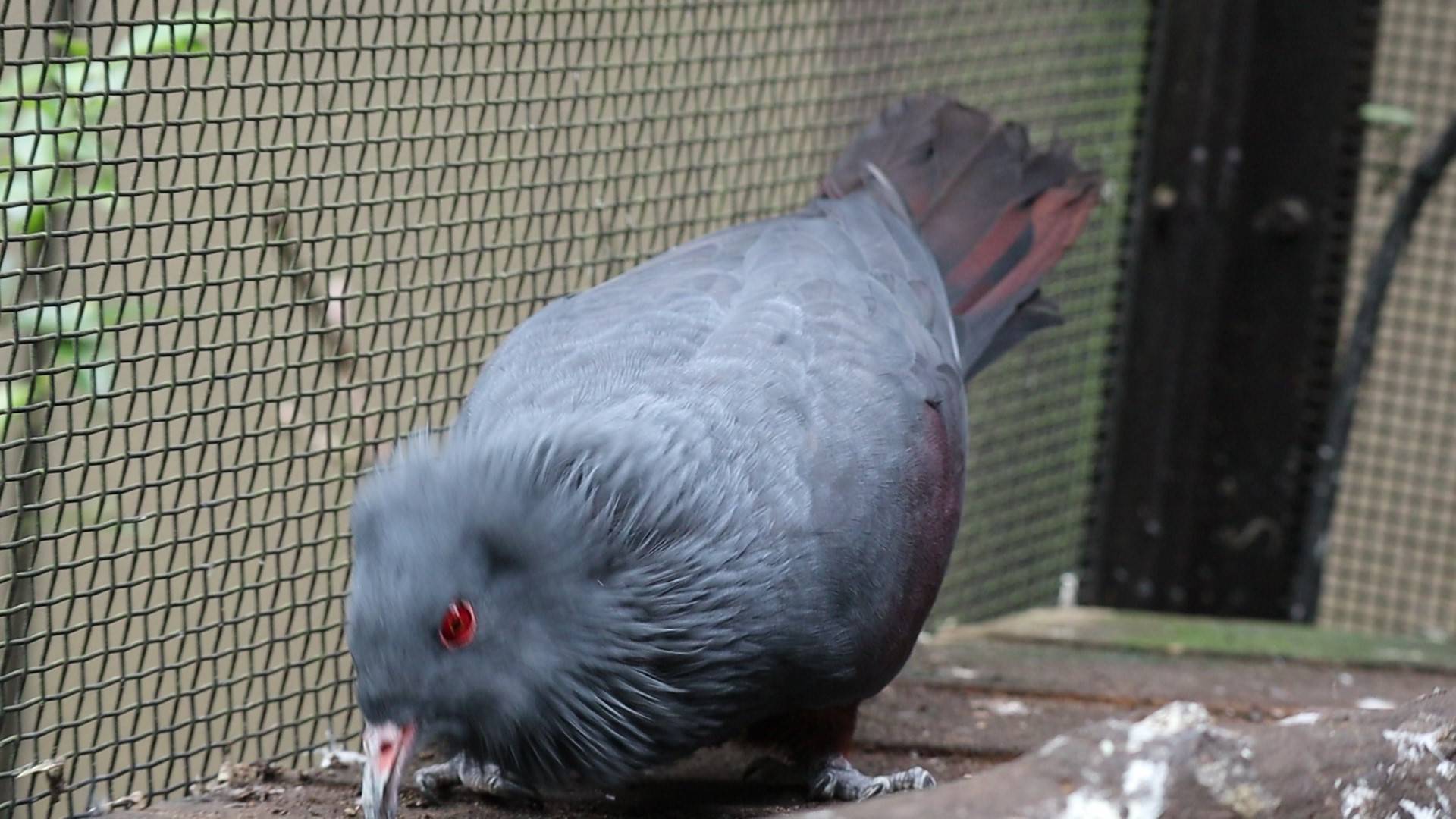 【飼育日誌】20201031：激変 (11).jpg