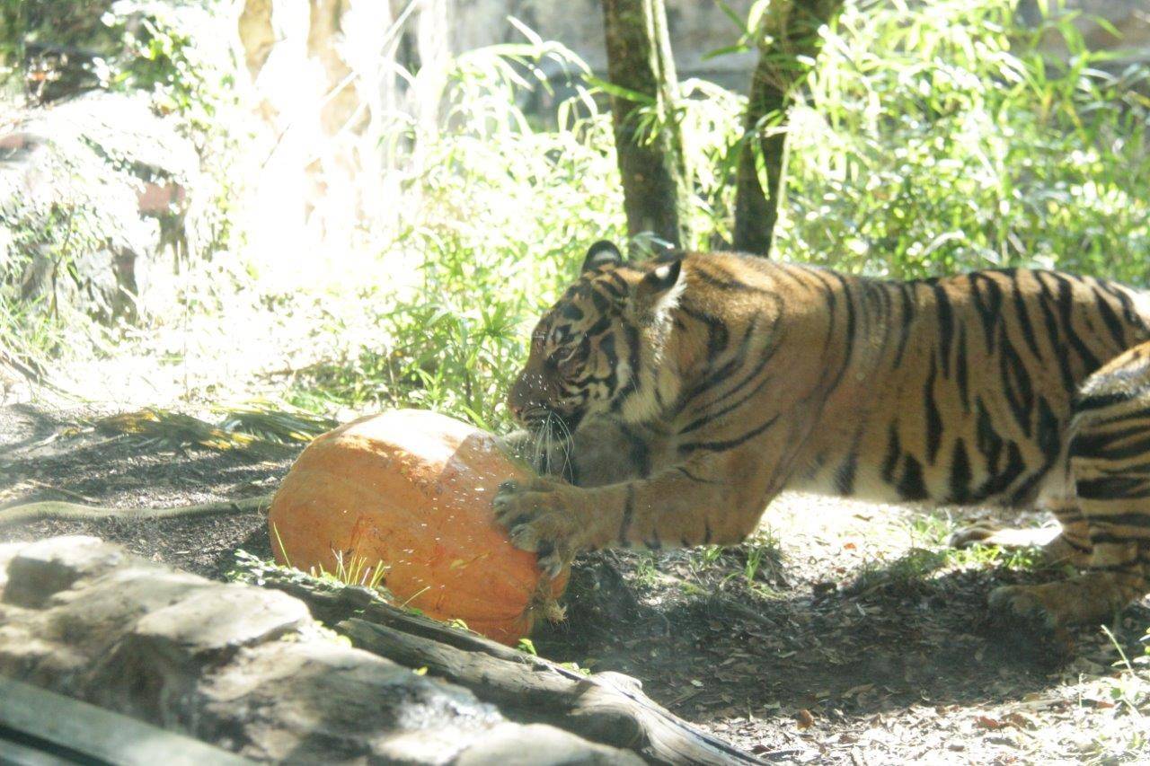 カボチャで遊ぶムジュ-1
