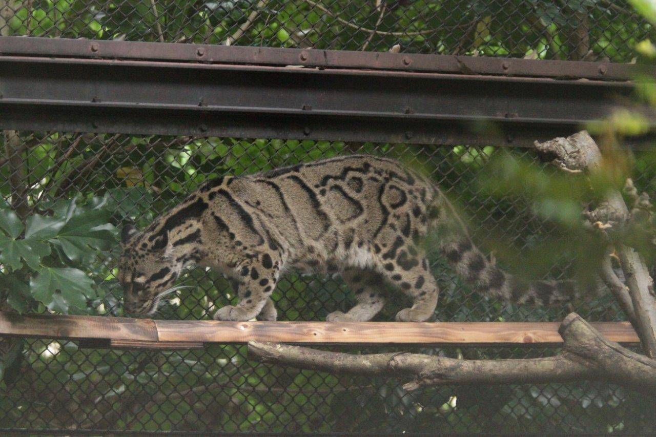 キャットウォークを移動するブー