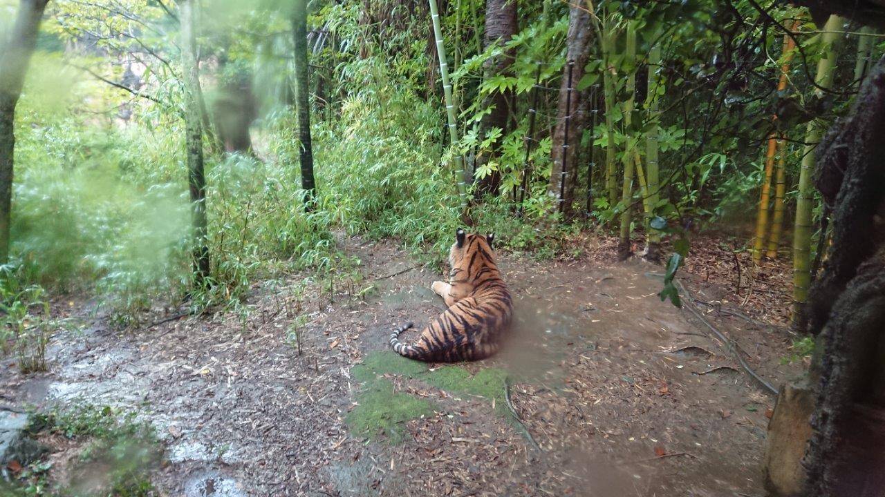 雨に打たれながら休むデル