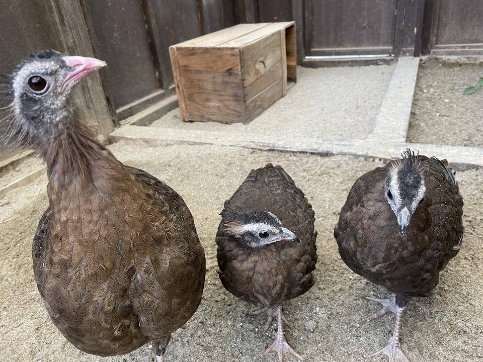 【飼育日誌】20220101：今年の干支は (6).jpg