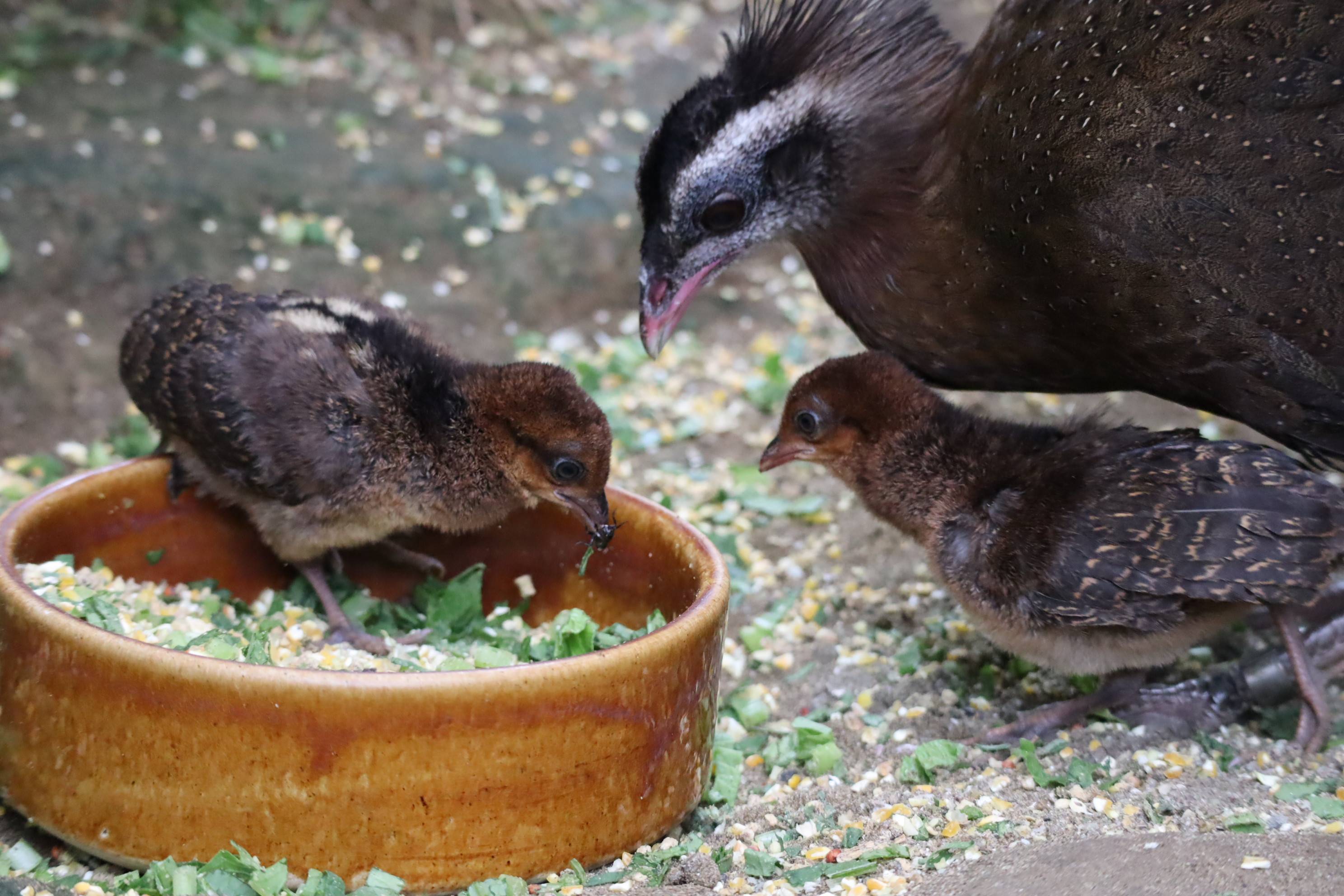 【飼育日誌】20201120:成長記7 (12).jpg
