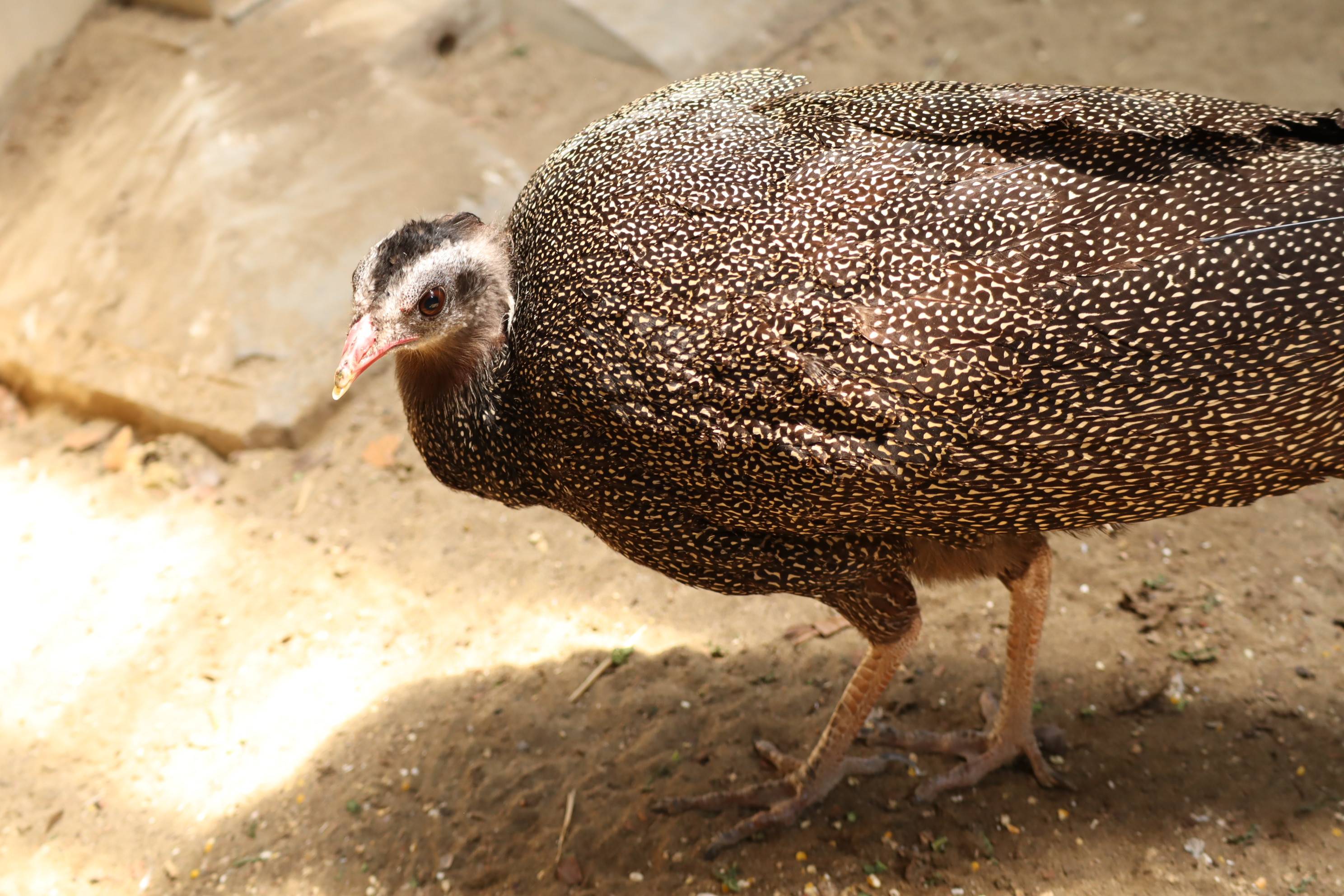 【飼育日誌】20210425:成長記11 (18).jpg