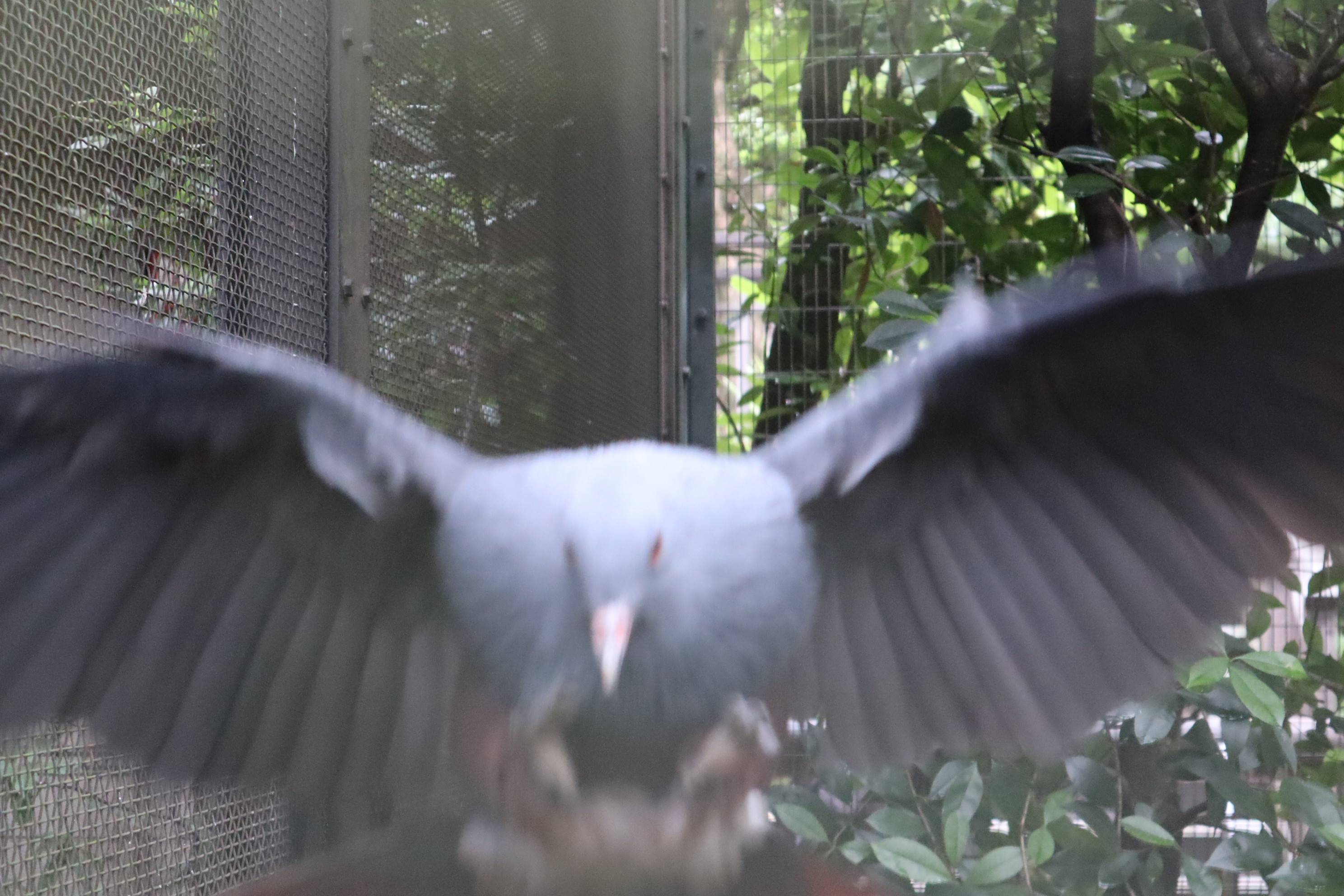 【飼育日誌】20201031：激変 (9).jpg