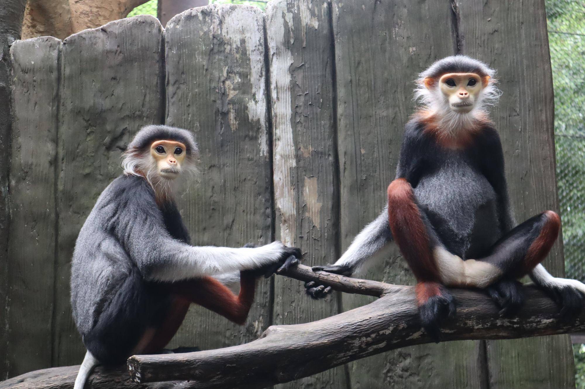 【飼育日誌】20220802：マニプクの思い出 (14).jpg