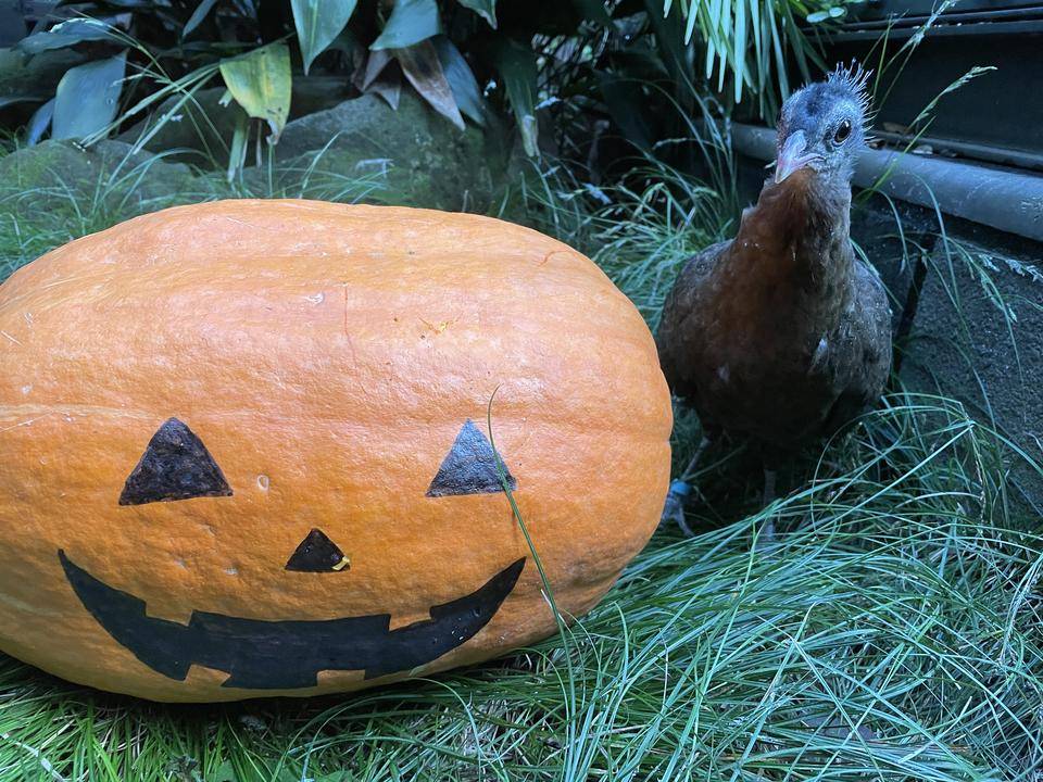【飼育日誌】20211112:セイランハロウィン (8).jpg