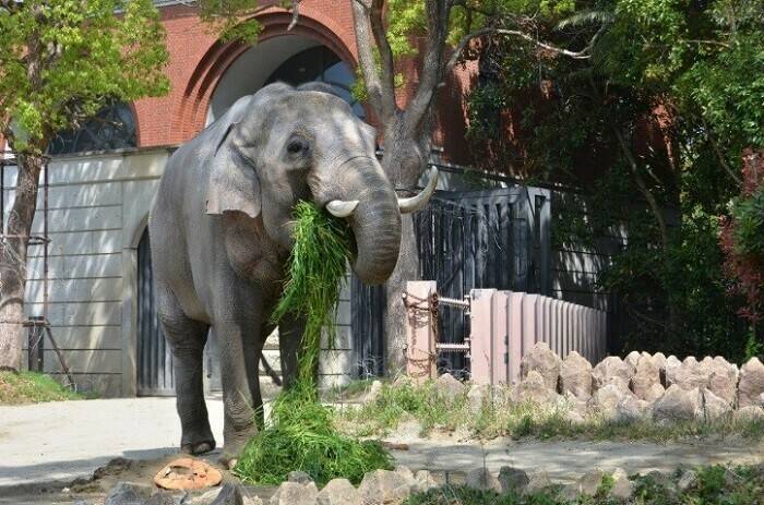 飼育日誌 190428-12 20thゾウ.jpg