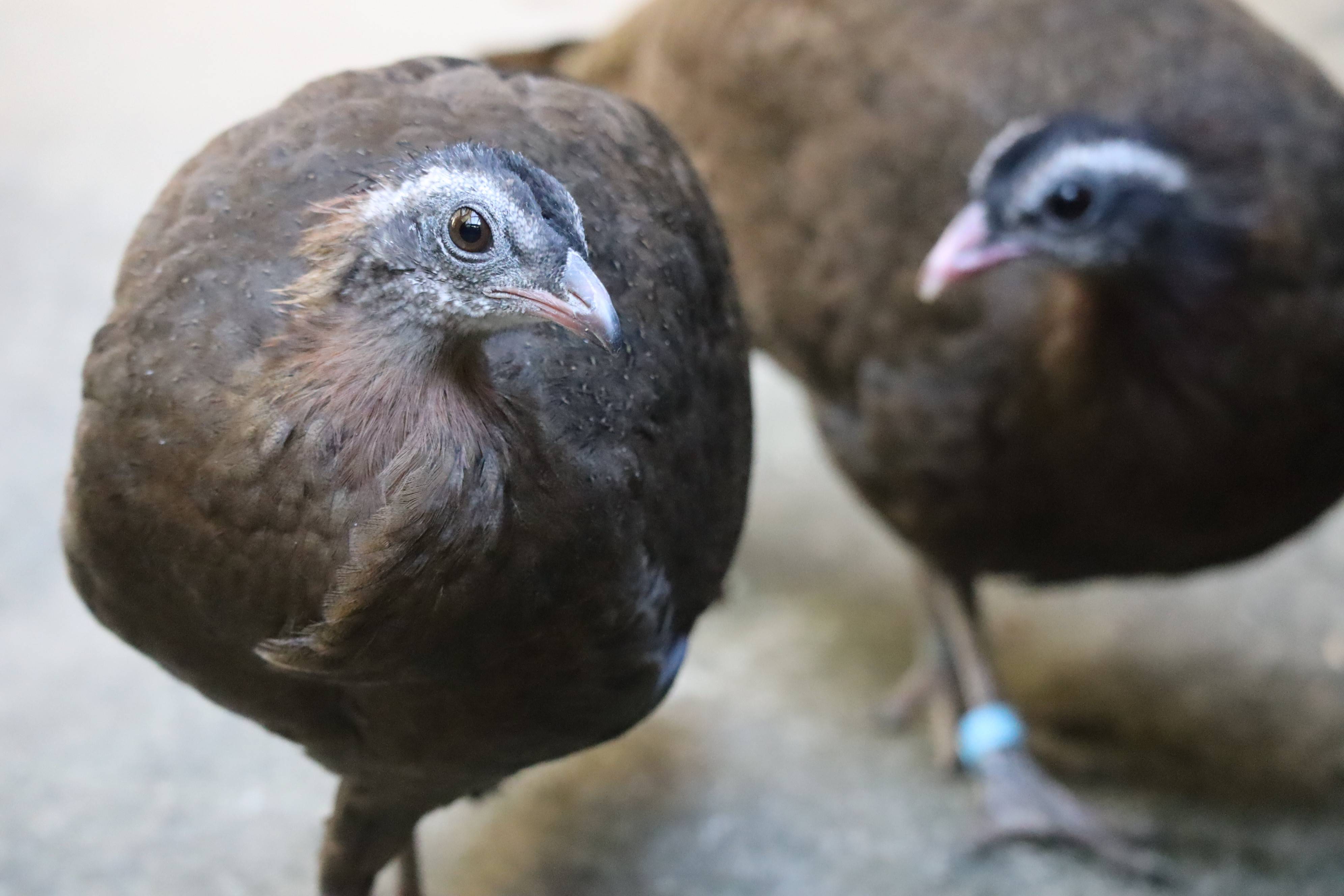 【飼育日誌】20210425:成長記11 (15).jpg