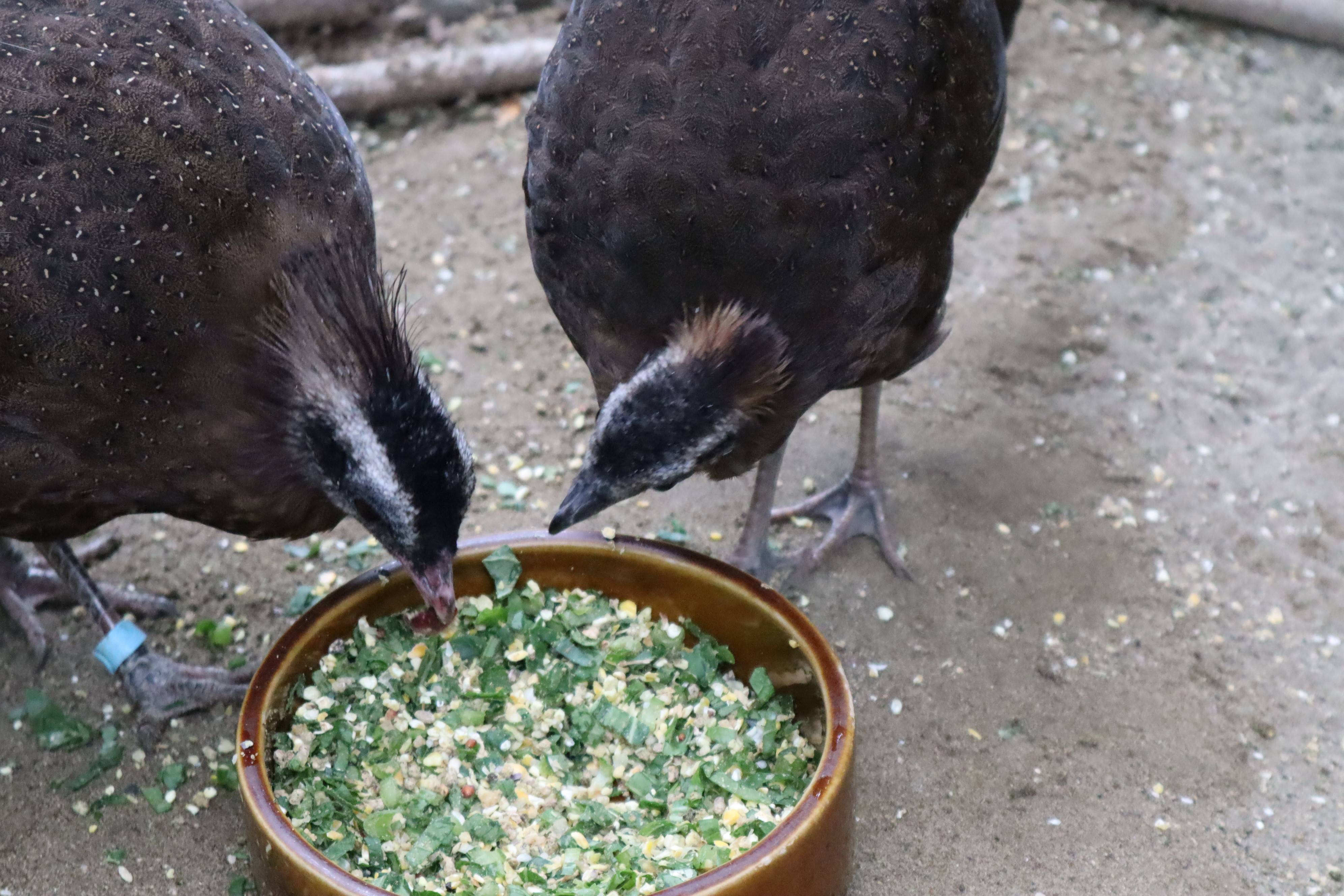【飼育日誌】20210405:成長記10 (18).jpg