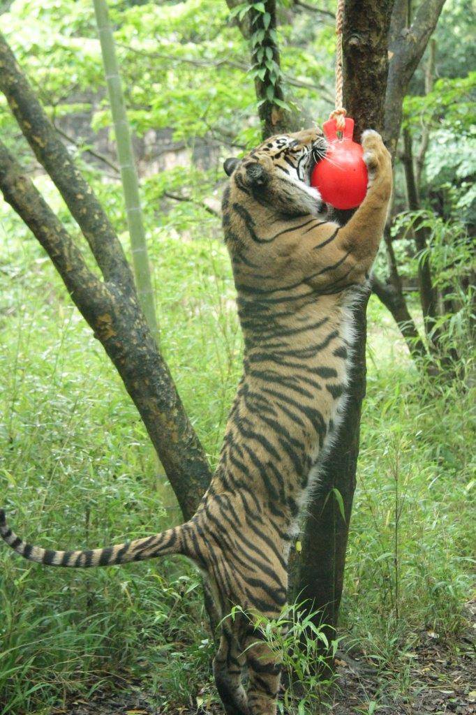 ラウトの誕生日 すまとらとらブログ よこはま動物園ズーラシア公式サイト 公益財団法人 横浜市緑の協会