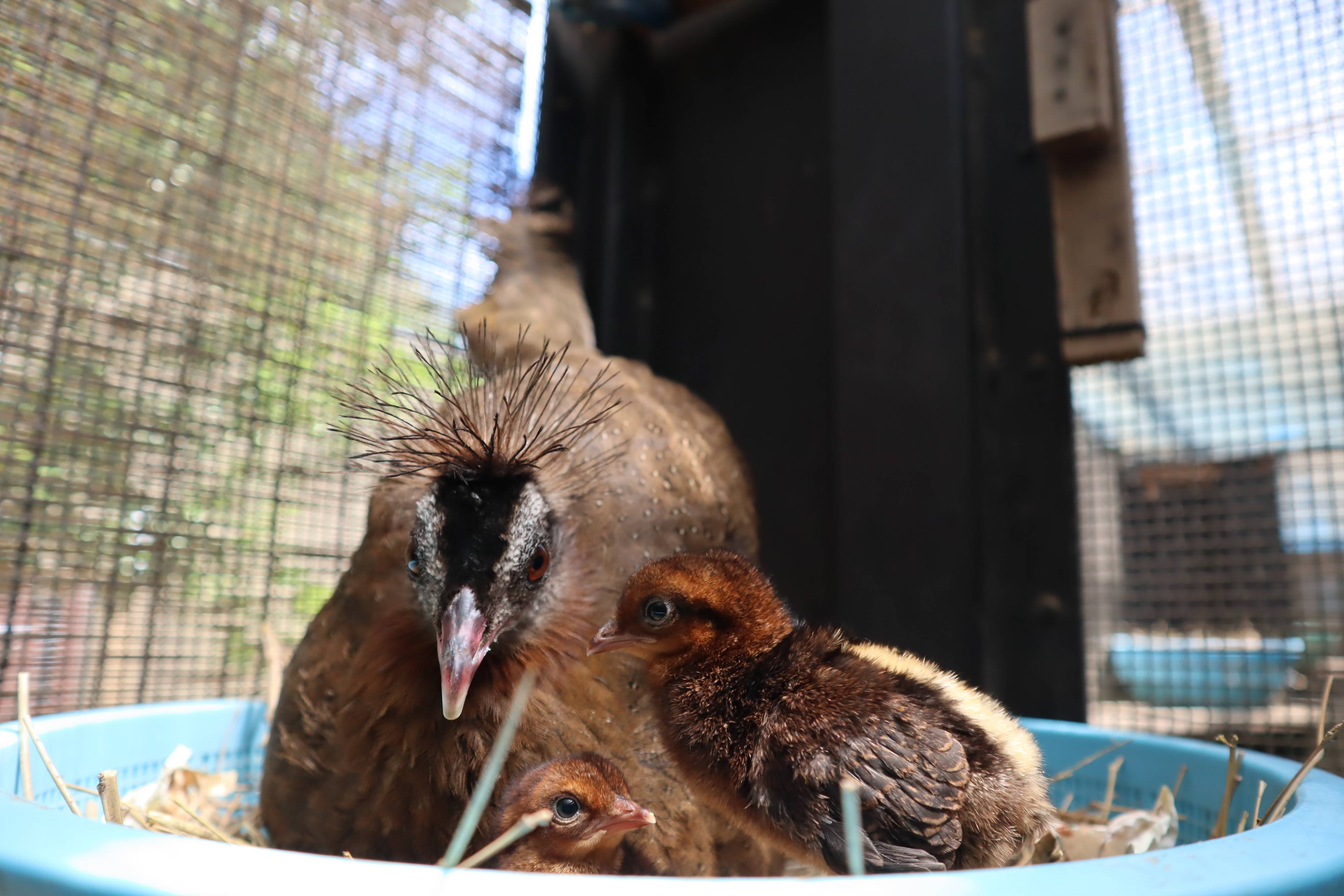 【飼育日誌】20210916:2年連続繁殖成功 (3).jpg