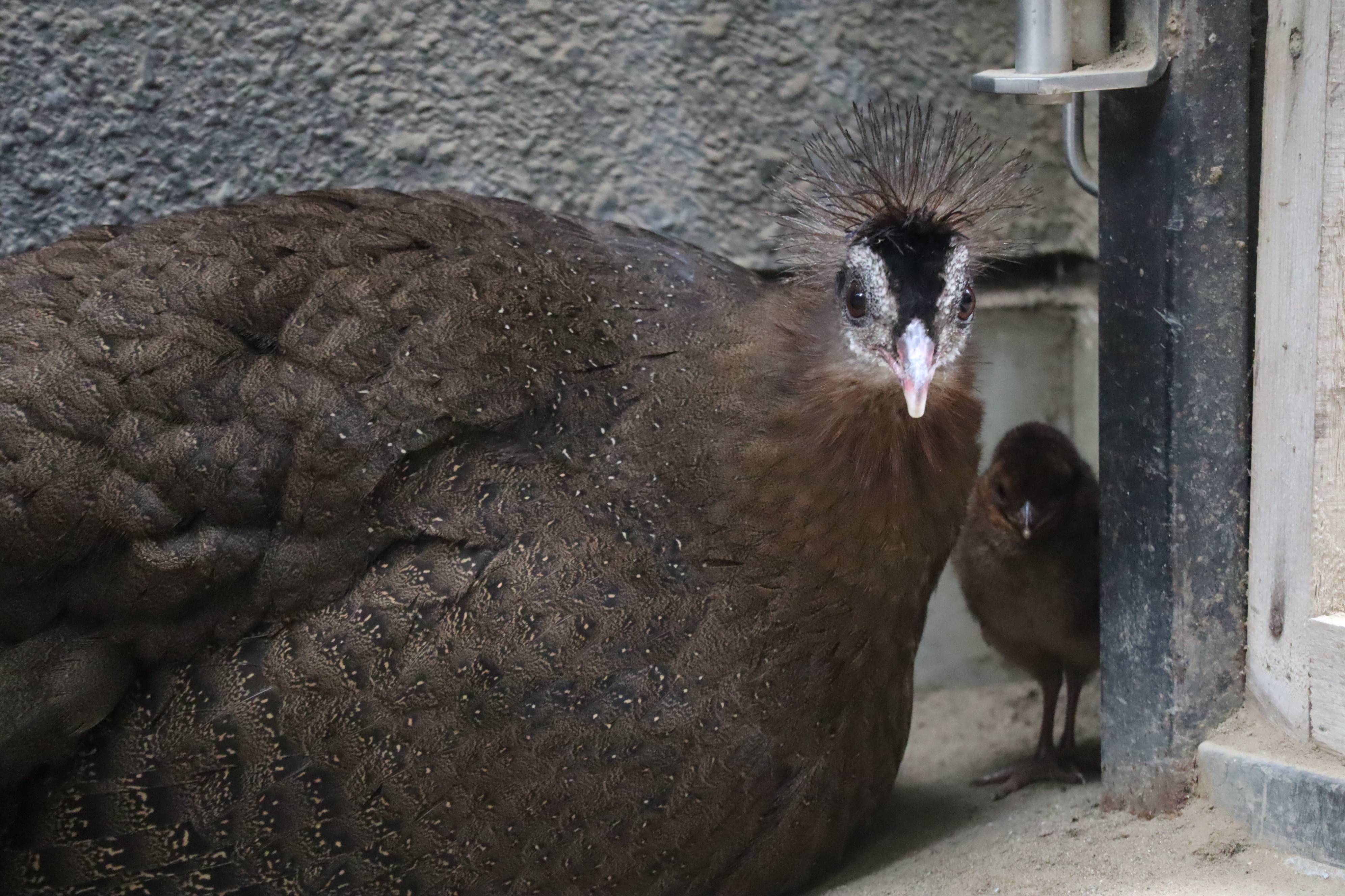【飼育日誌】20210916:2年連続繁殖成功 (6).jpg