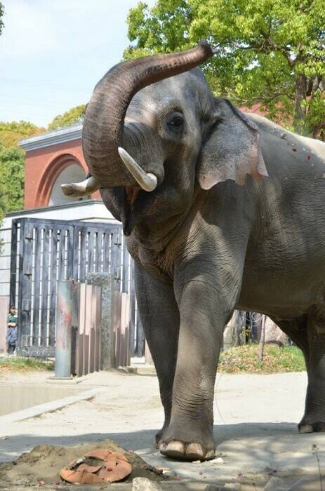 飼育日誌 190428-7 20thゾウ.jpg