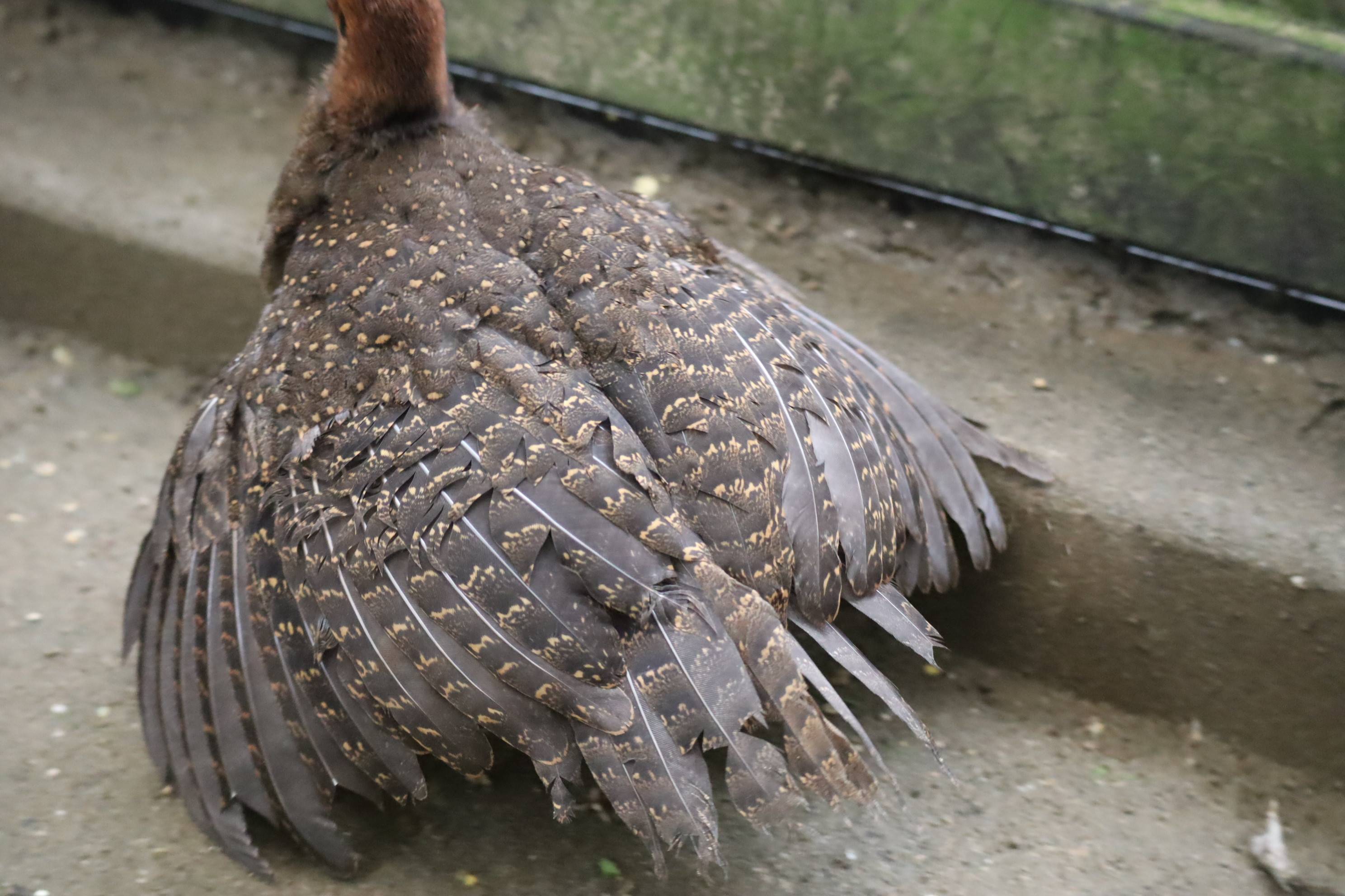 【飼育日誌】20210317：成長記9 (15).jpg