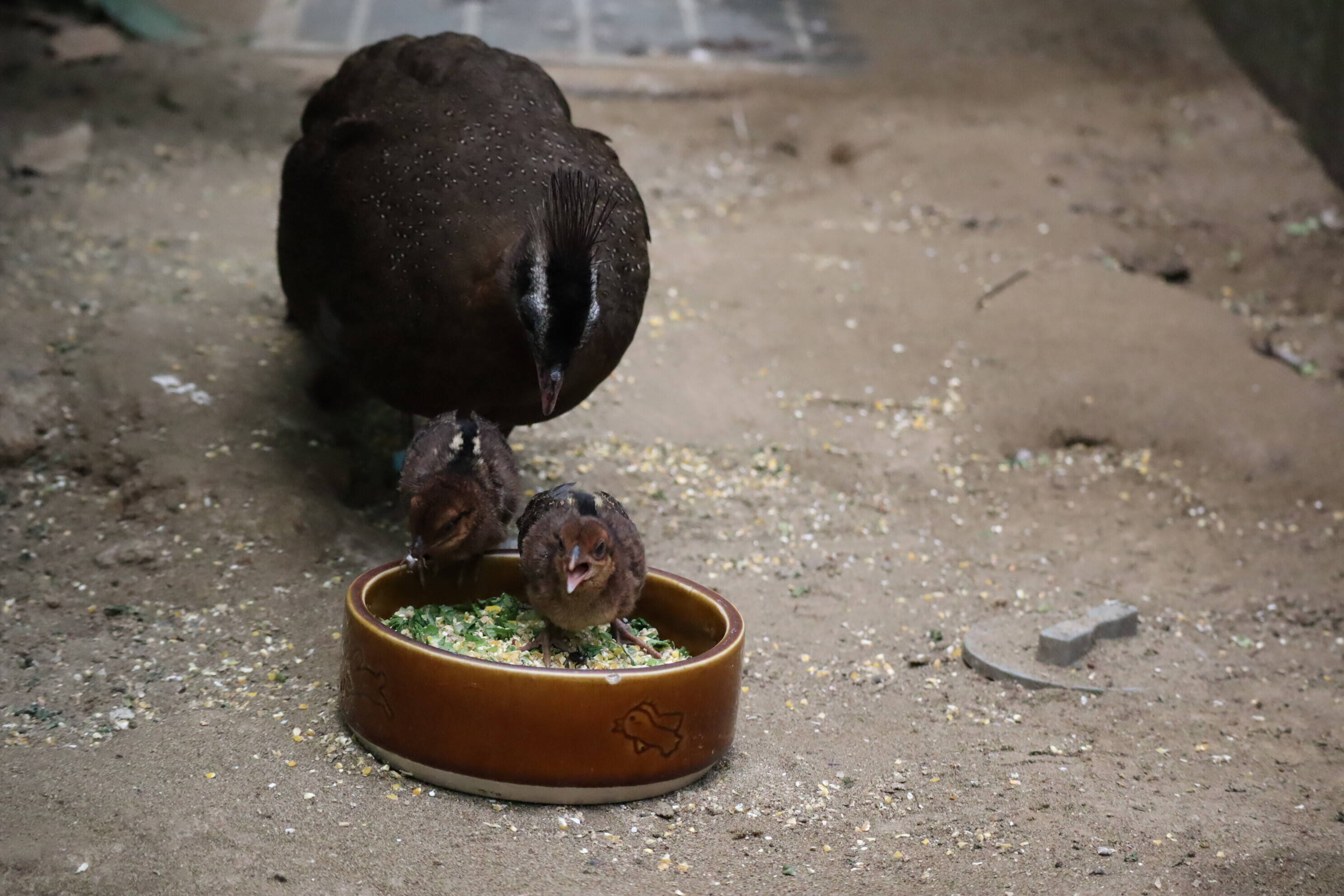 【飼育日誌】20200917：成長記5 (25).jpg