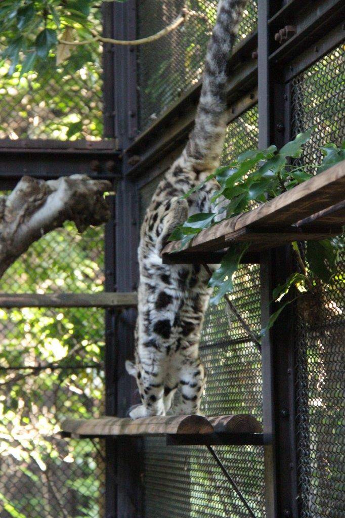 新たに設置しなおしたキャットウォークの段差は、問題なく移動するアニル