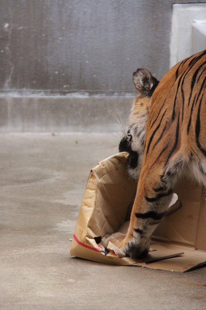 段ボールを破壊するラウト④