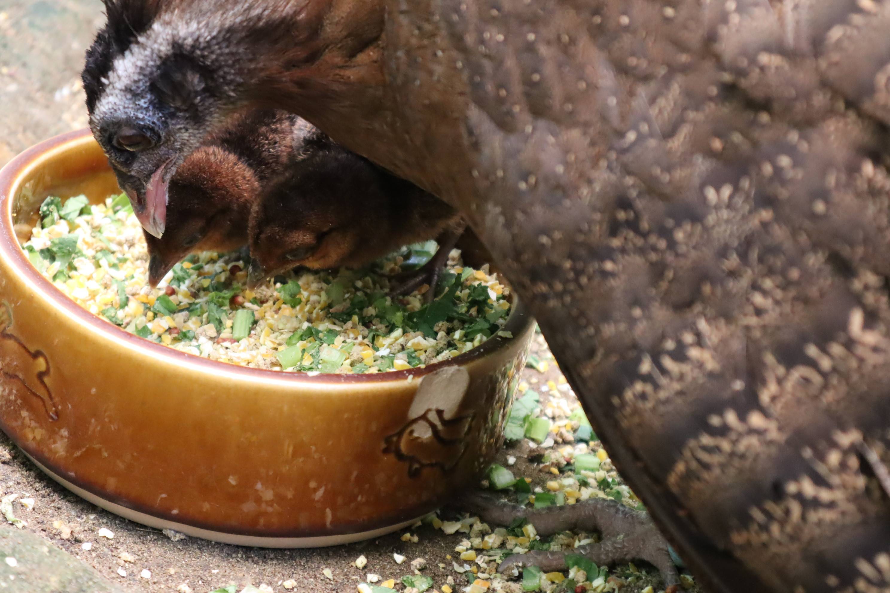 【飼育日誌】20201120:成長記7 (9).jpg