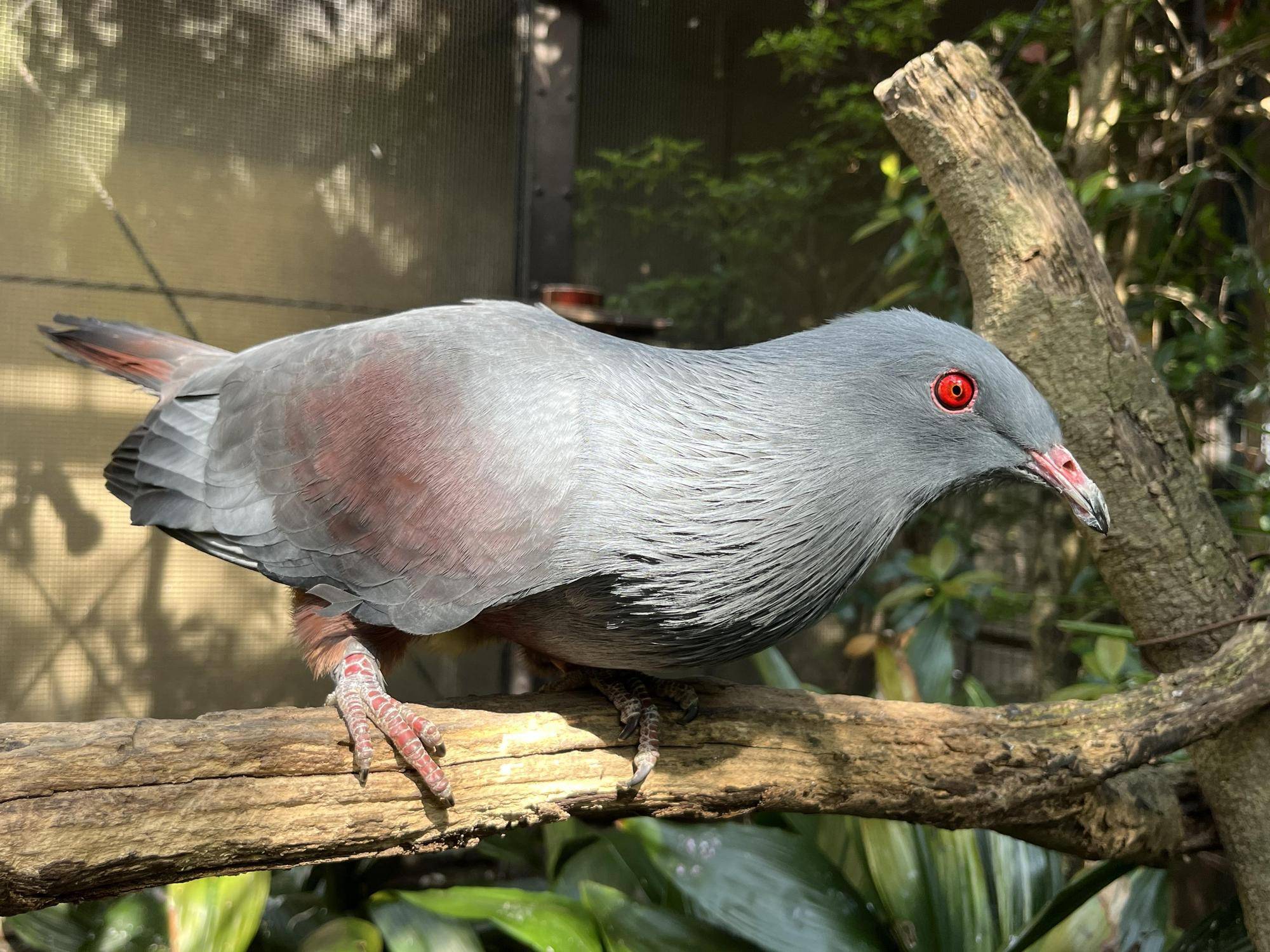 オオミカドバト ふぉとらしあ.jpg