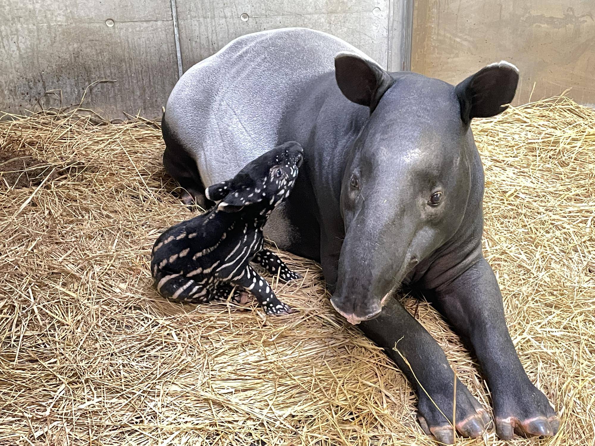 うり坊成長日記 大台突破 かわいいの一歩先へ 編 飼育日誌 よこはま動物園ズーラシア公式サイト 公益財団法人 横浜市緑の協会