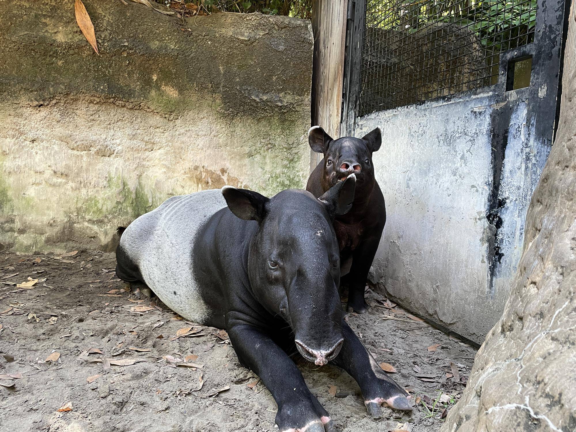 うり坊成長日記 大台突破 かわいいの一歩先へ 編 飼育日誌 よこはま動物園ズーラシア公式サイト 公益財団法人 横浜市緑の協会