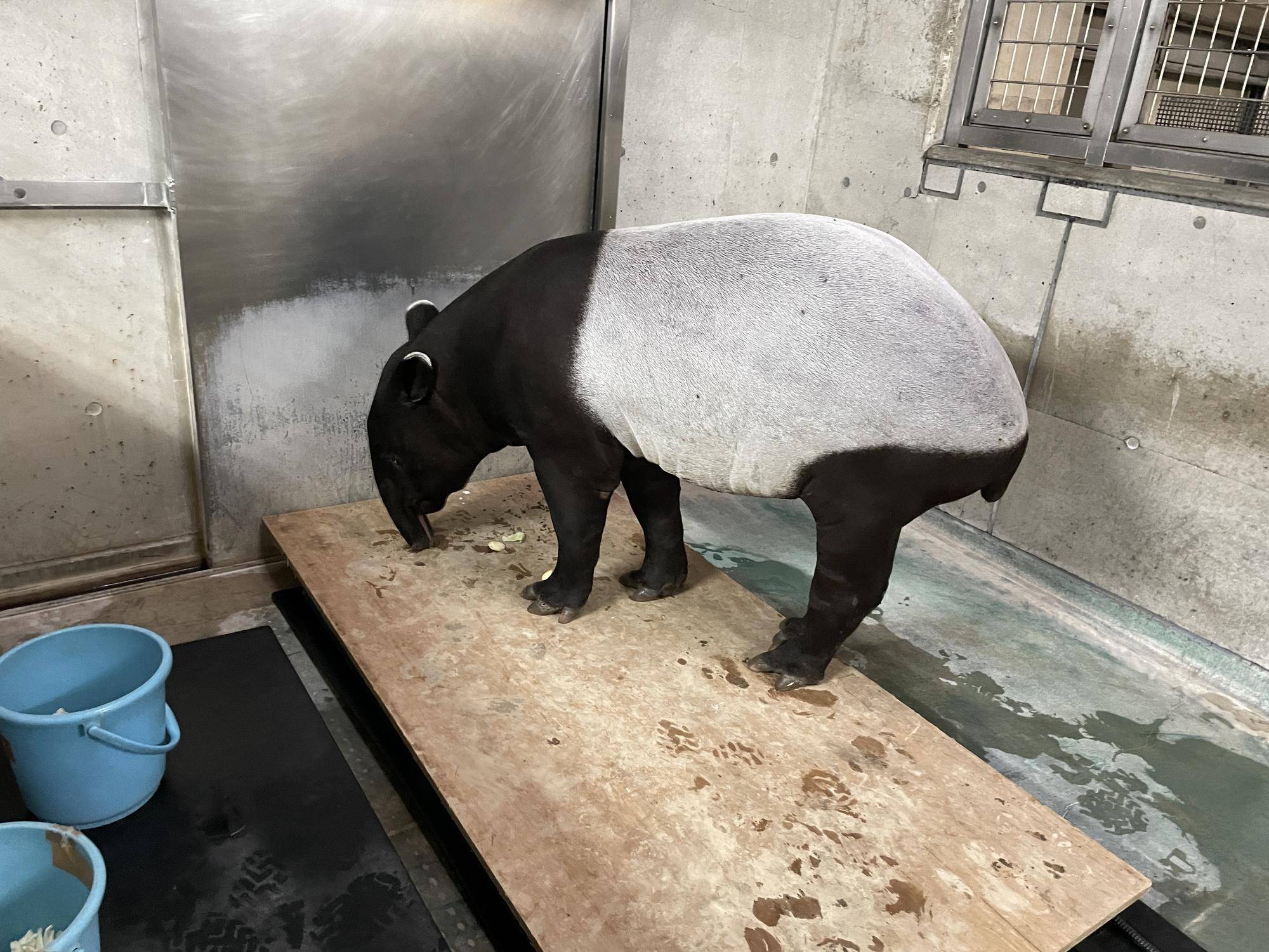 うり坊成長日記 大台突破 かわいいの一歩先へ 編 飼育日誌 よこはま動物園ズーラシア公式サイト 公益財団法人 横浜市緑の協会