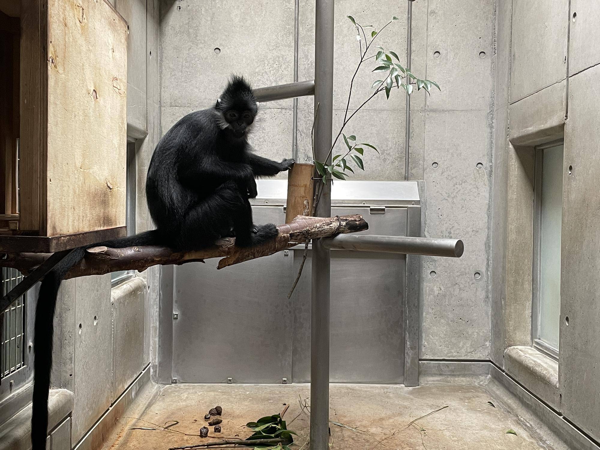 【飼育日誌】20221105:ライム出園 (2).jpg