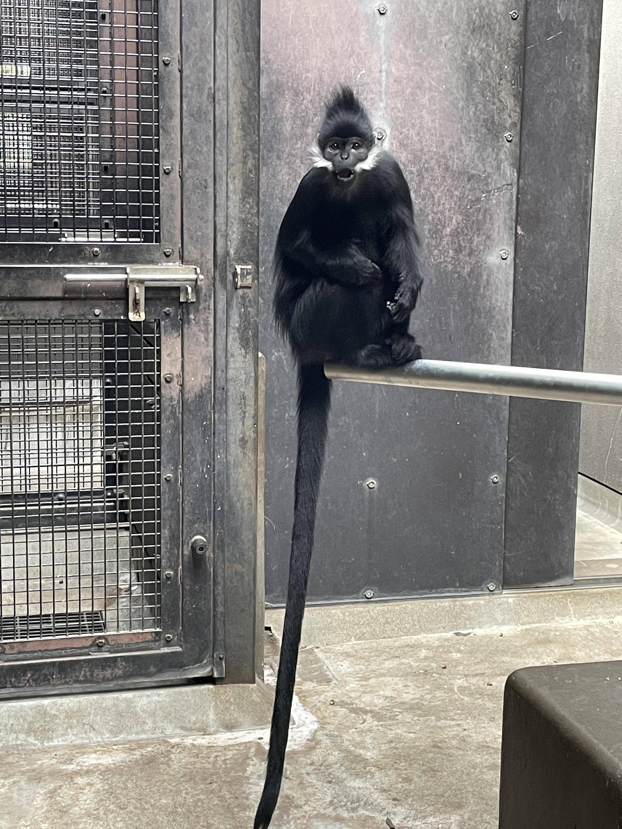 【飼育日誌】20221105:ライム出園 (5).jpg