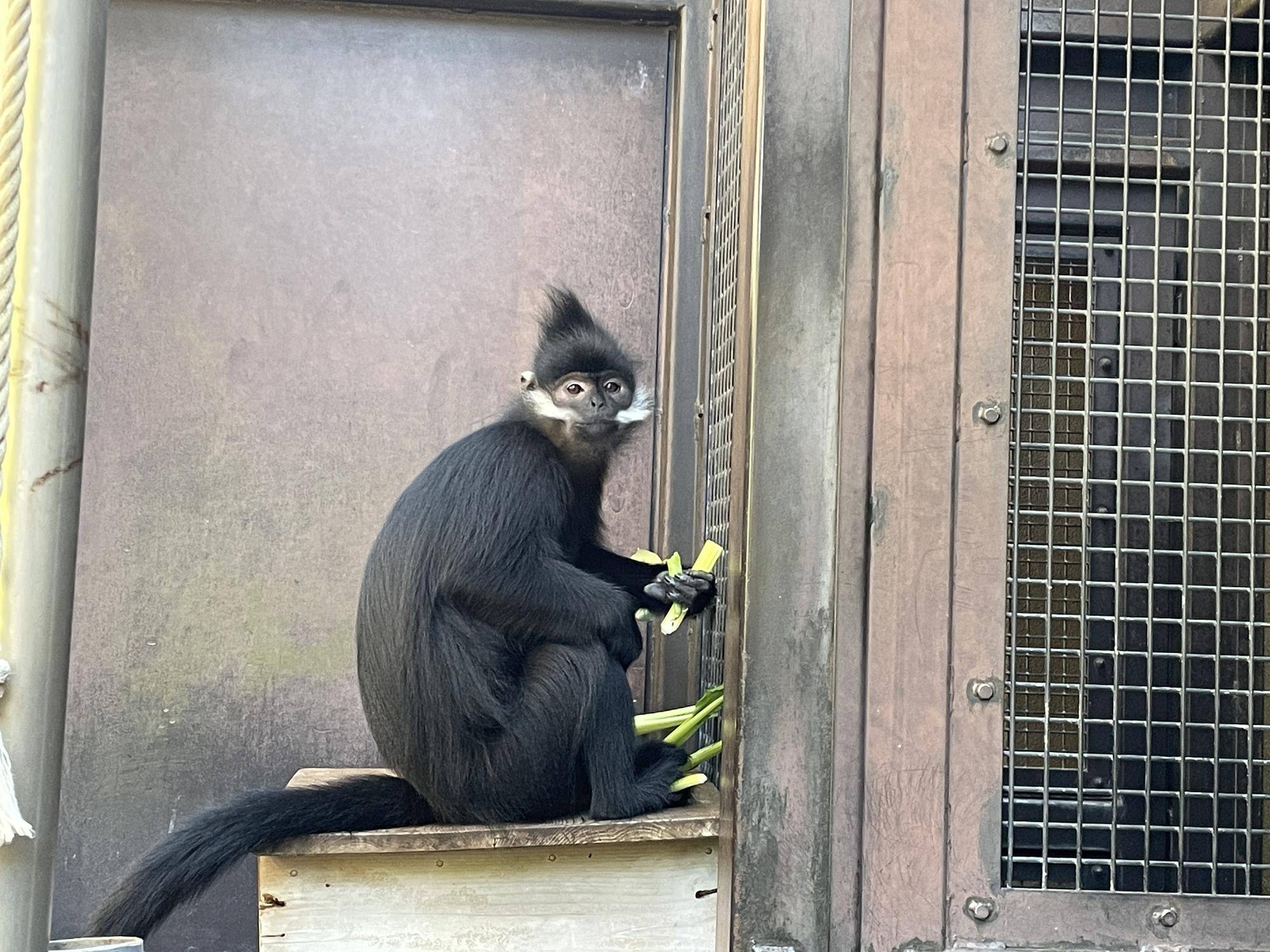 【飼育日誌】20221105:ライム出園 (6).jpg