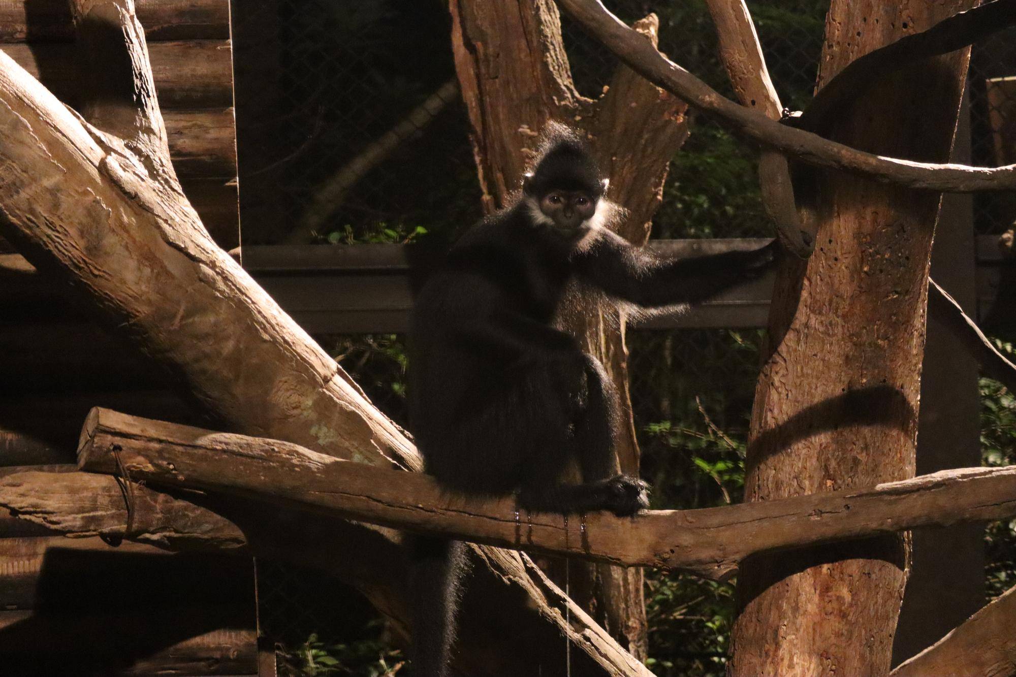 【飼育日誌】20221105:ライム出園 (3).jpg