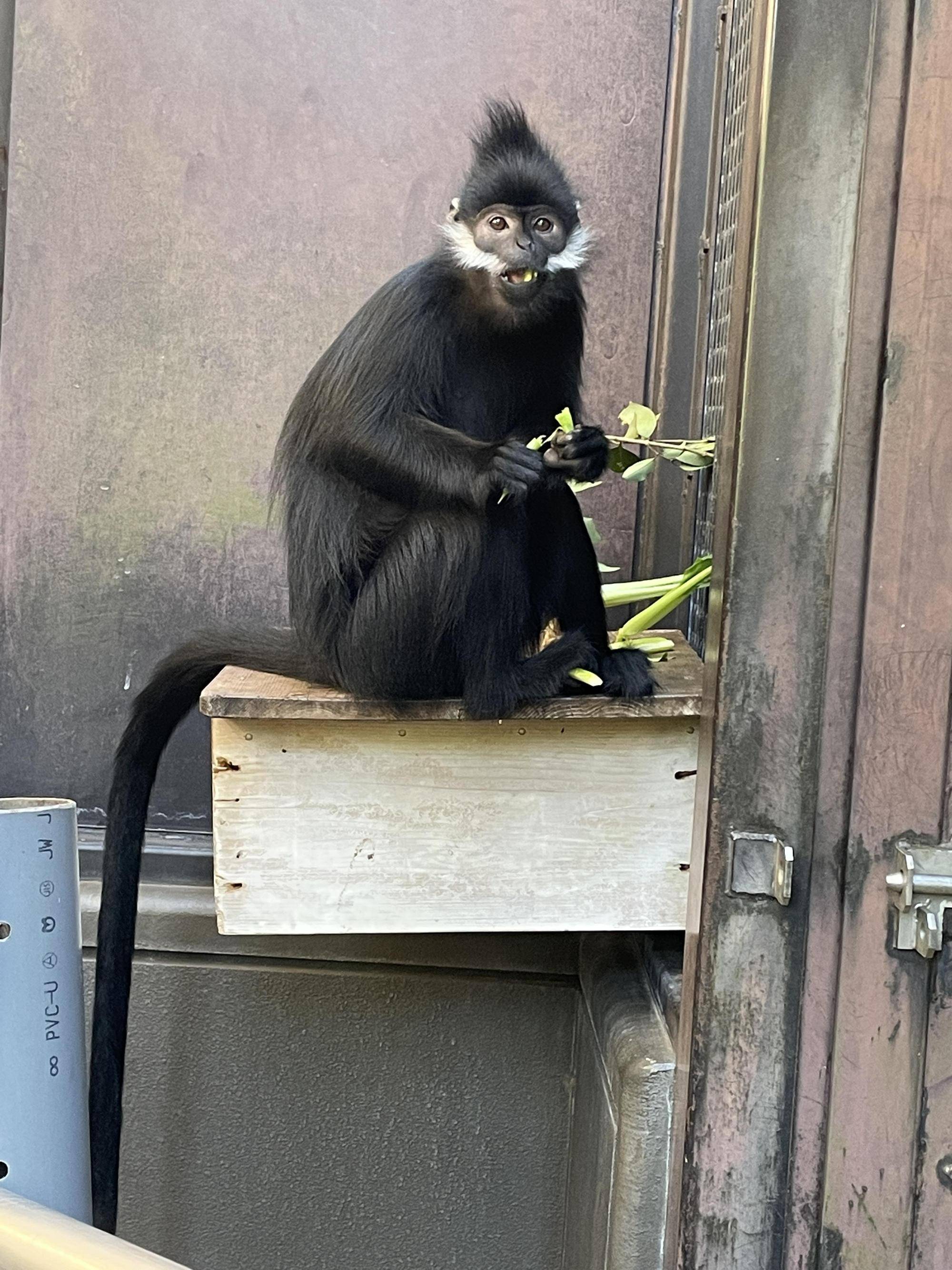 【飼育日誌】20221105:ライム出園 (4).jpg