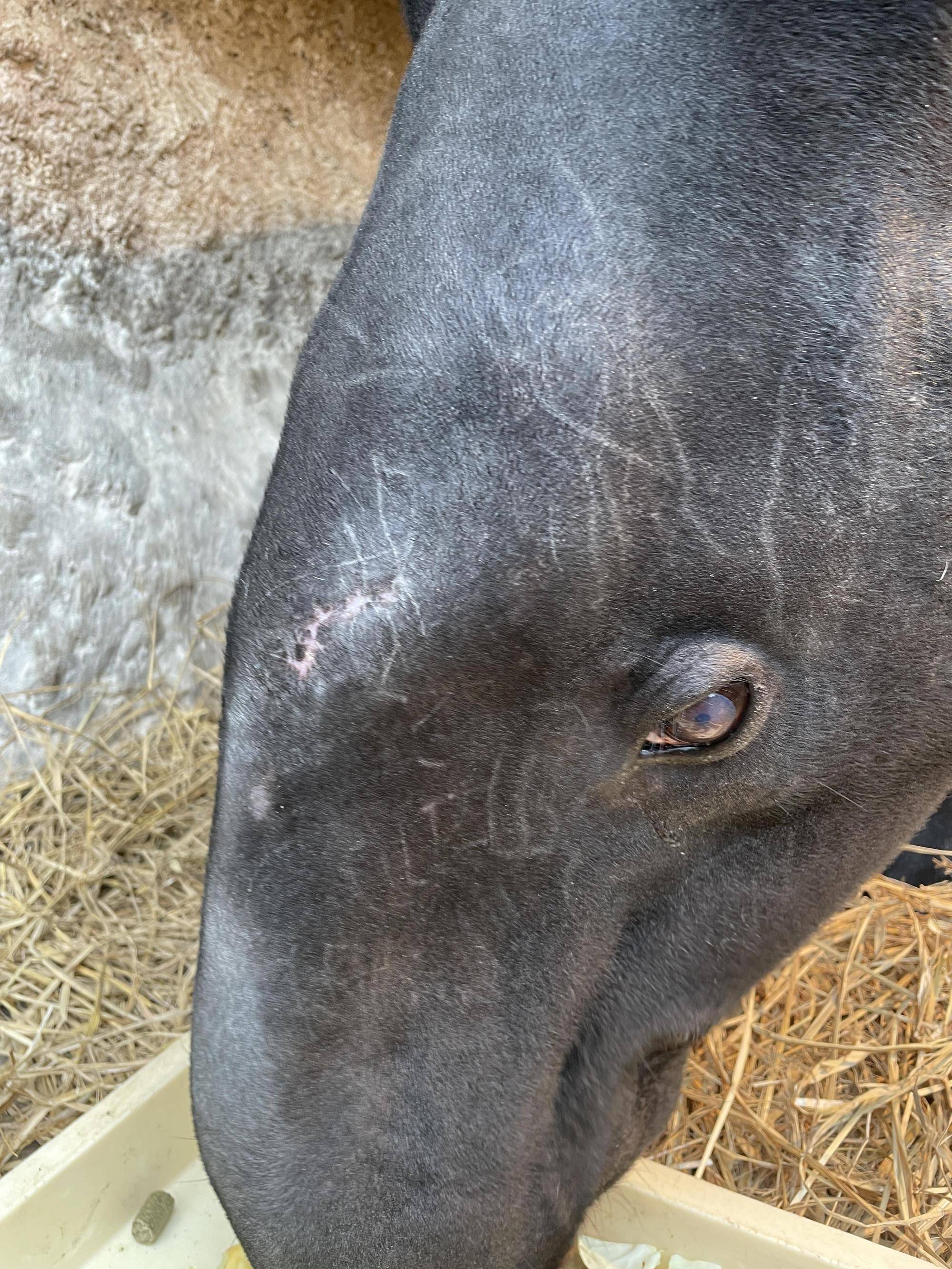 ４ロコの顔  (1).jpg