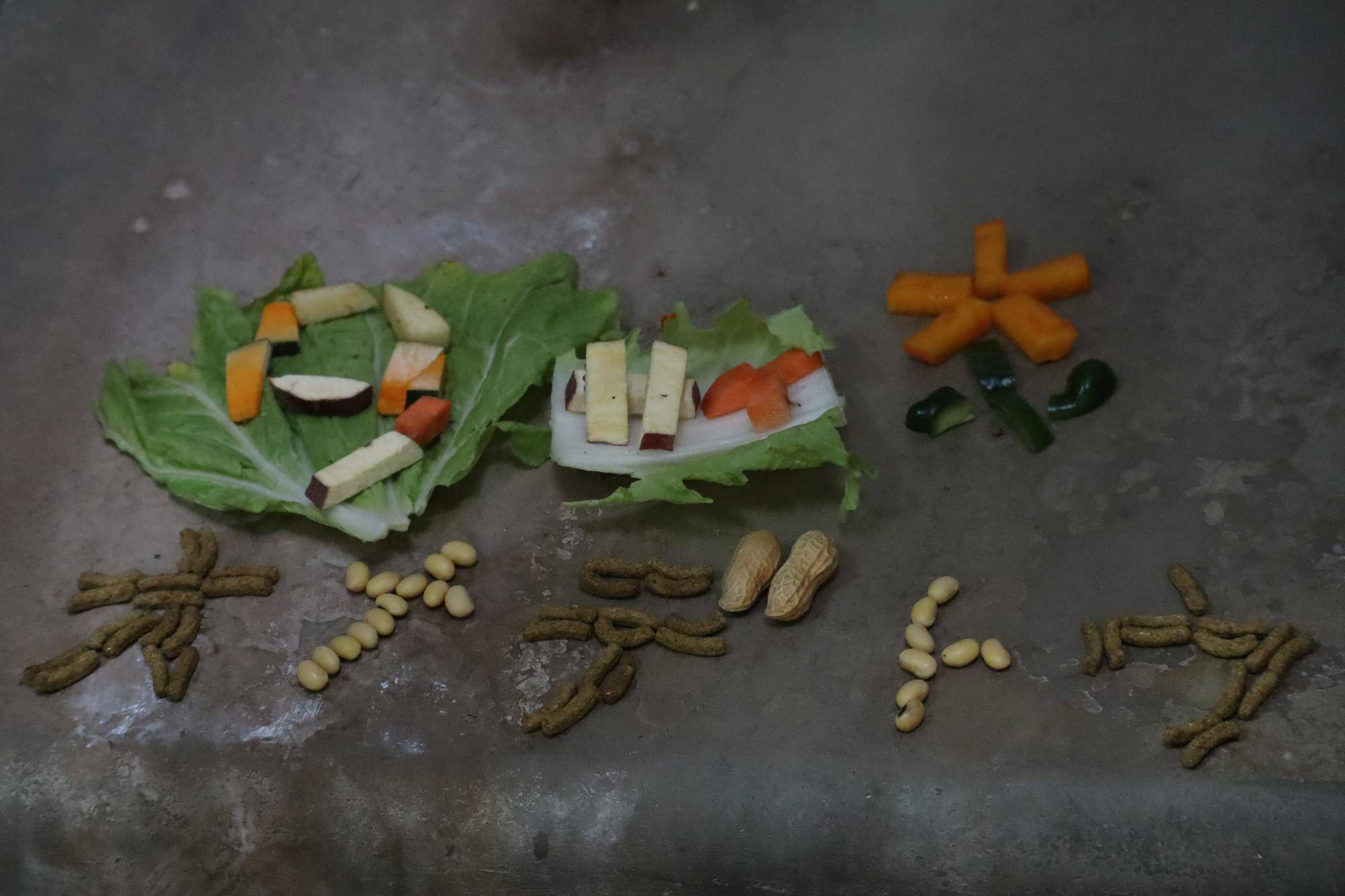 【飼育日誌】20221222：ライム元気でね (6).jpg