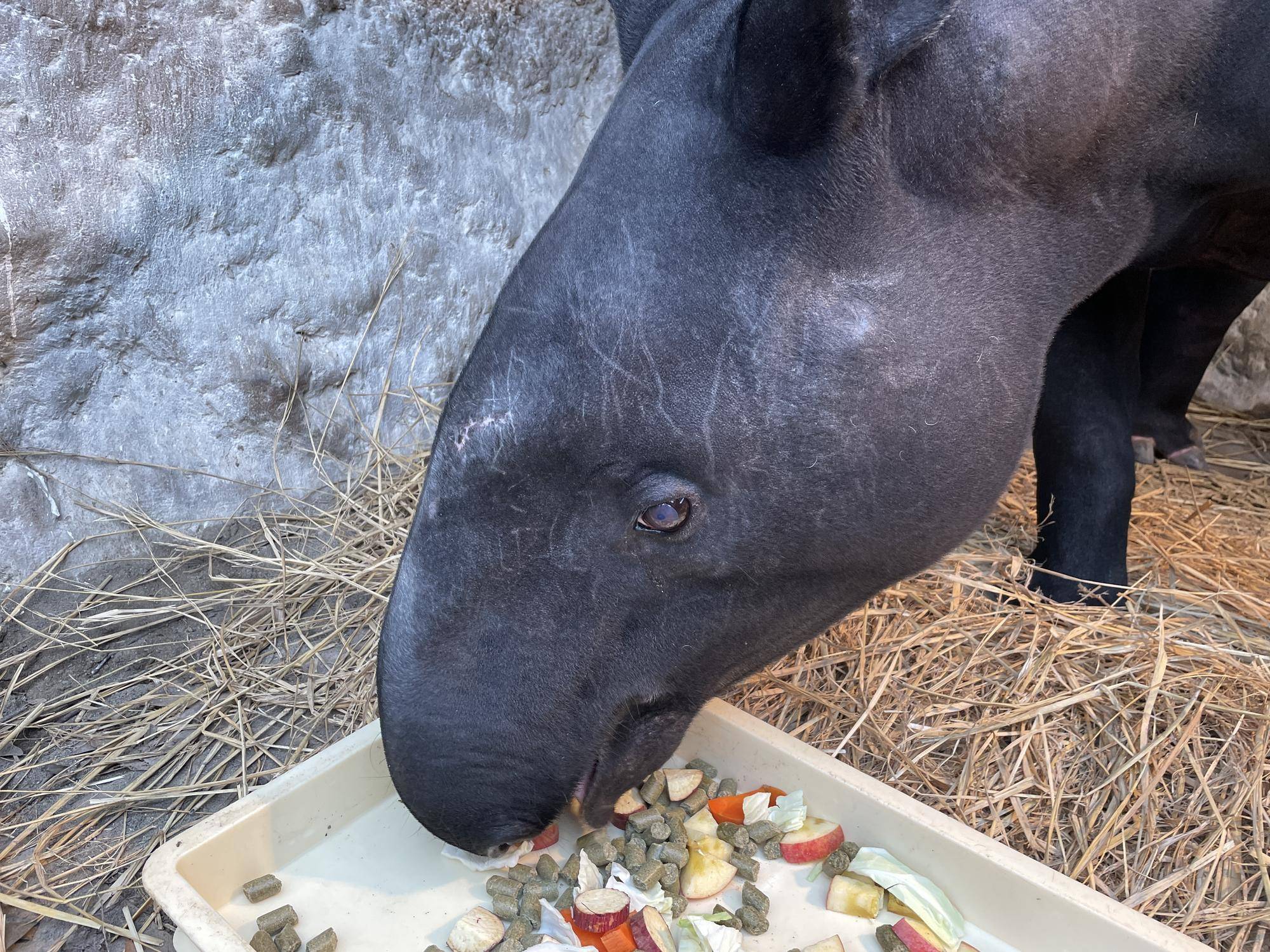 ２ロコの顔  (2).jpg