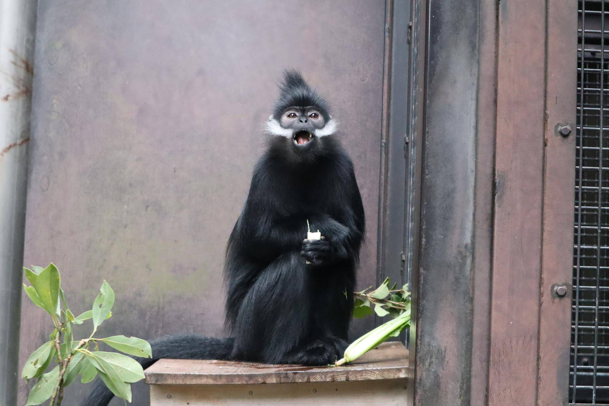 【飼育日誌】20221222：ライム元気でね (11).jpg