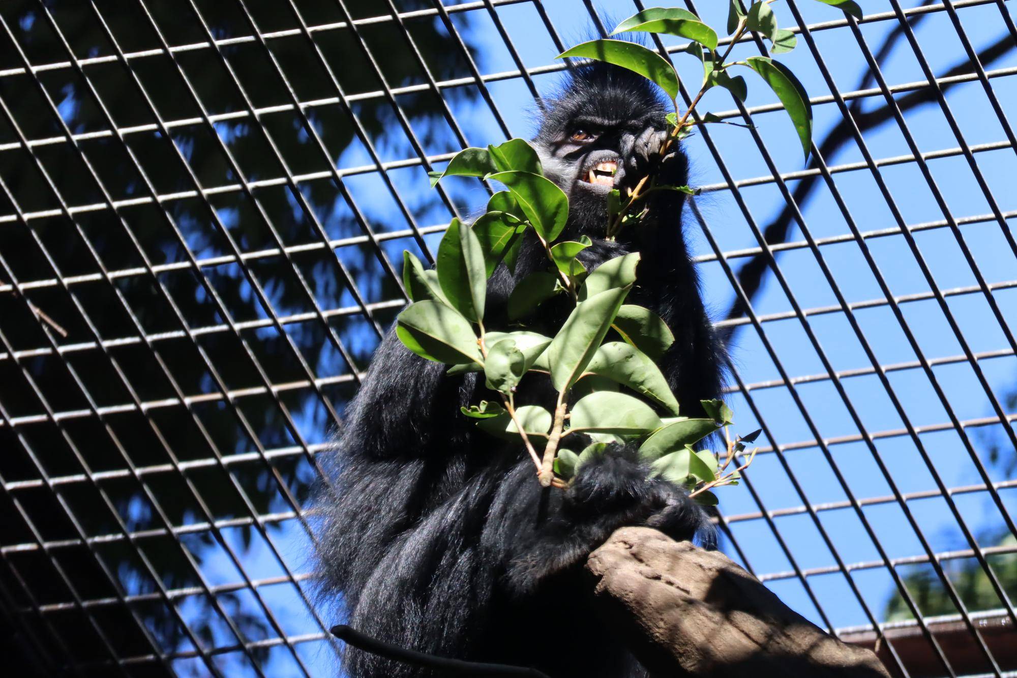 【飼育日誌】20221222：ライム元気でね (14).jpg