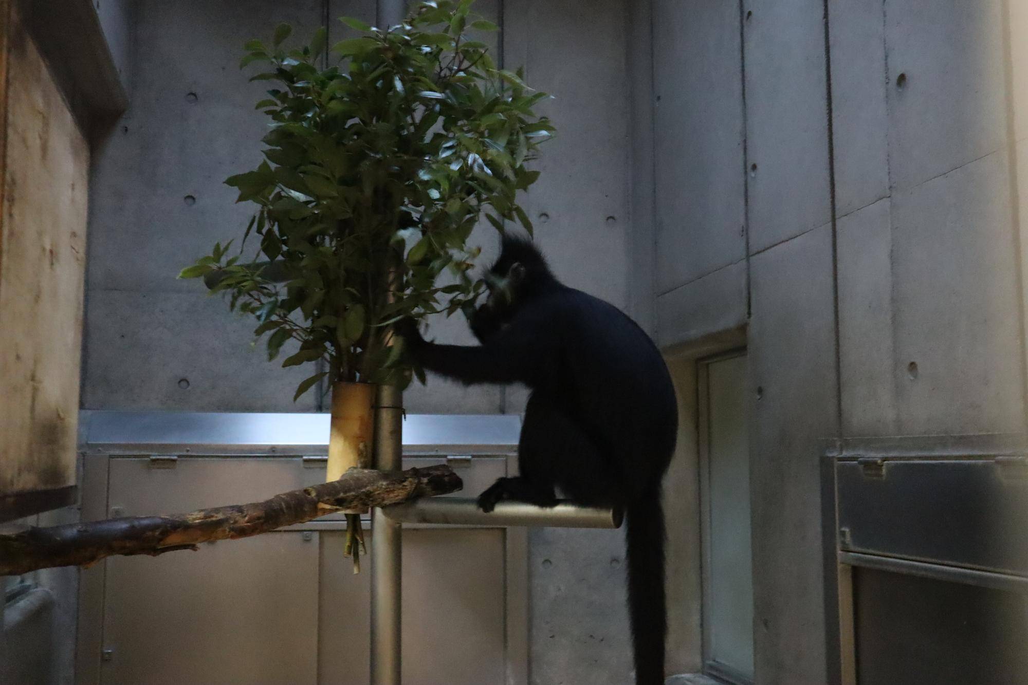 【飼育日誌】20221222：ライム元気でね (7).jpg