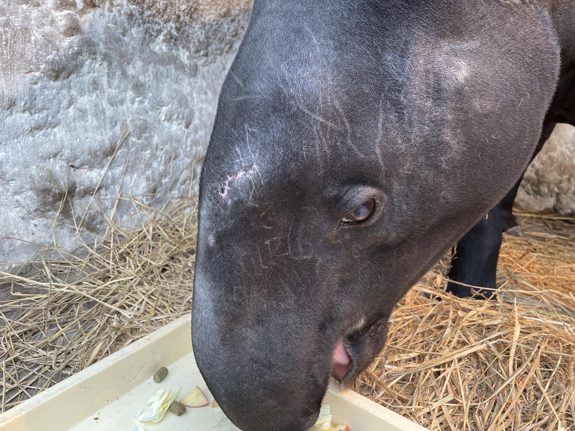 ３ロコの顔  (3).jpg