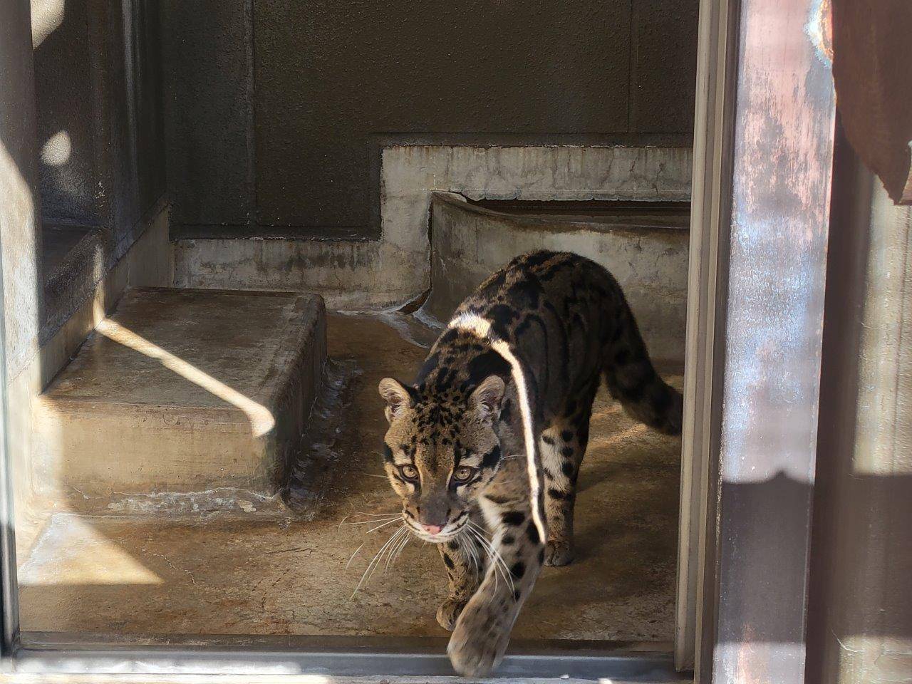 2つのサブをうろつくブー