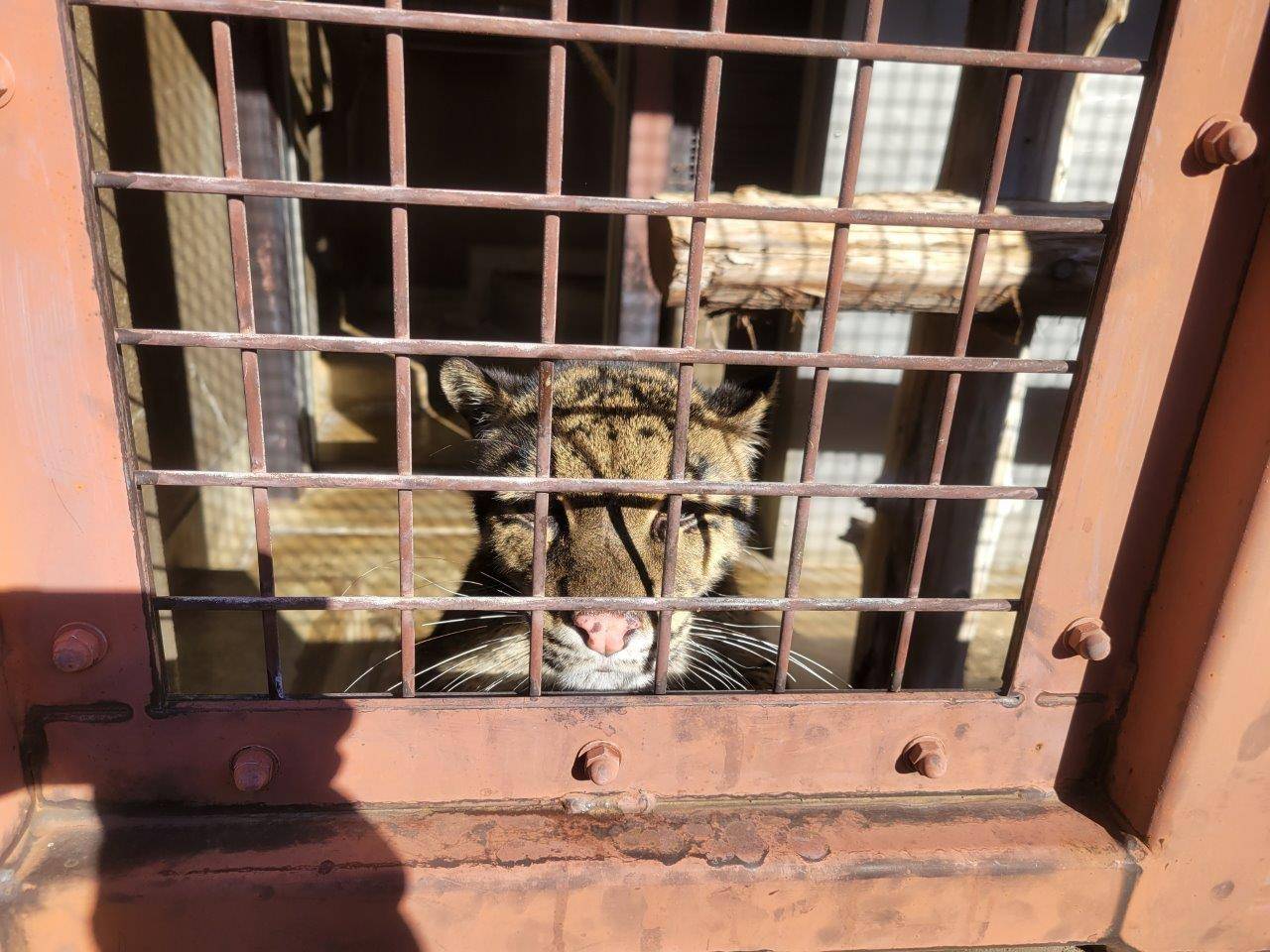 日向に寄って来たブー